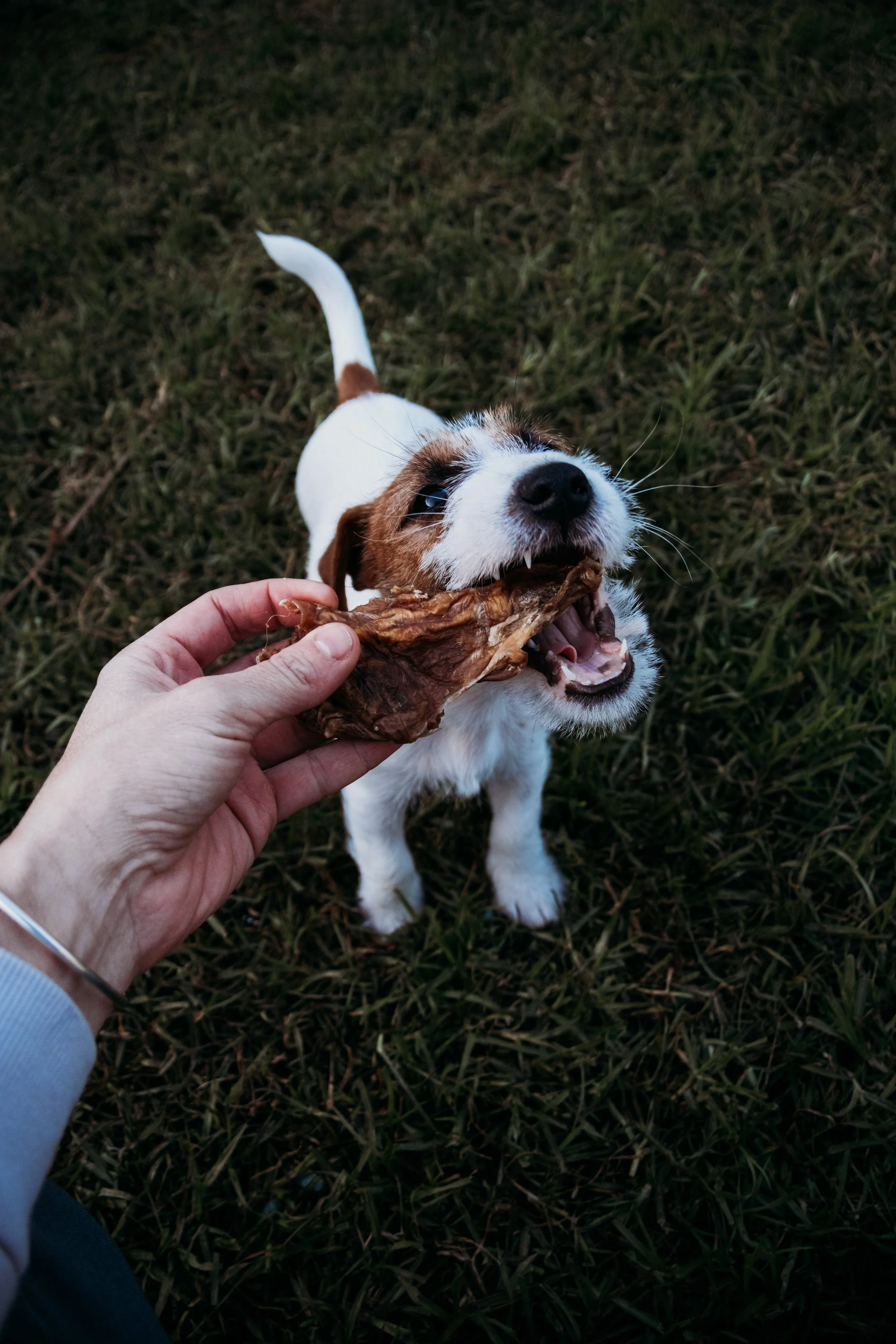 A small white and brown dog is playing tug-of-war with a person using a piece of rawhide dog treat outdoors on grass, captured from above.