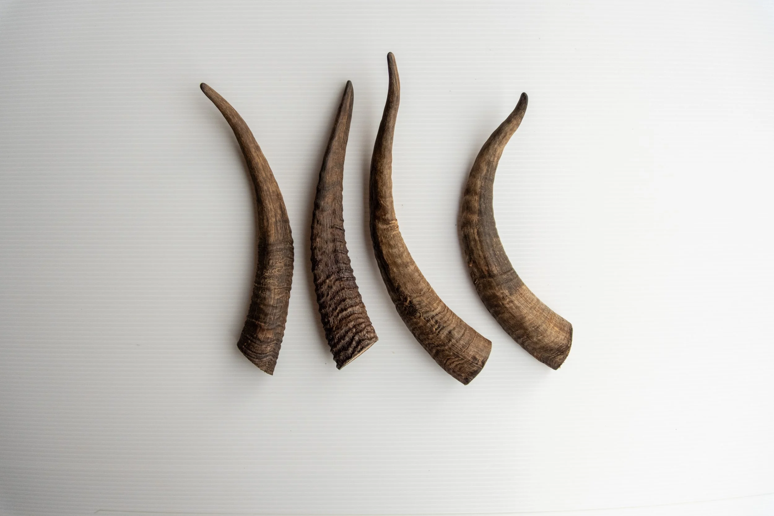 Goat Horn LARGE