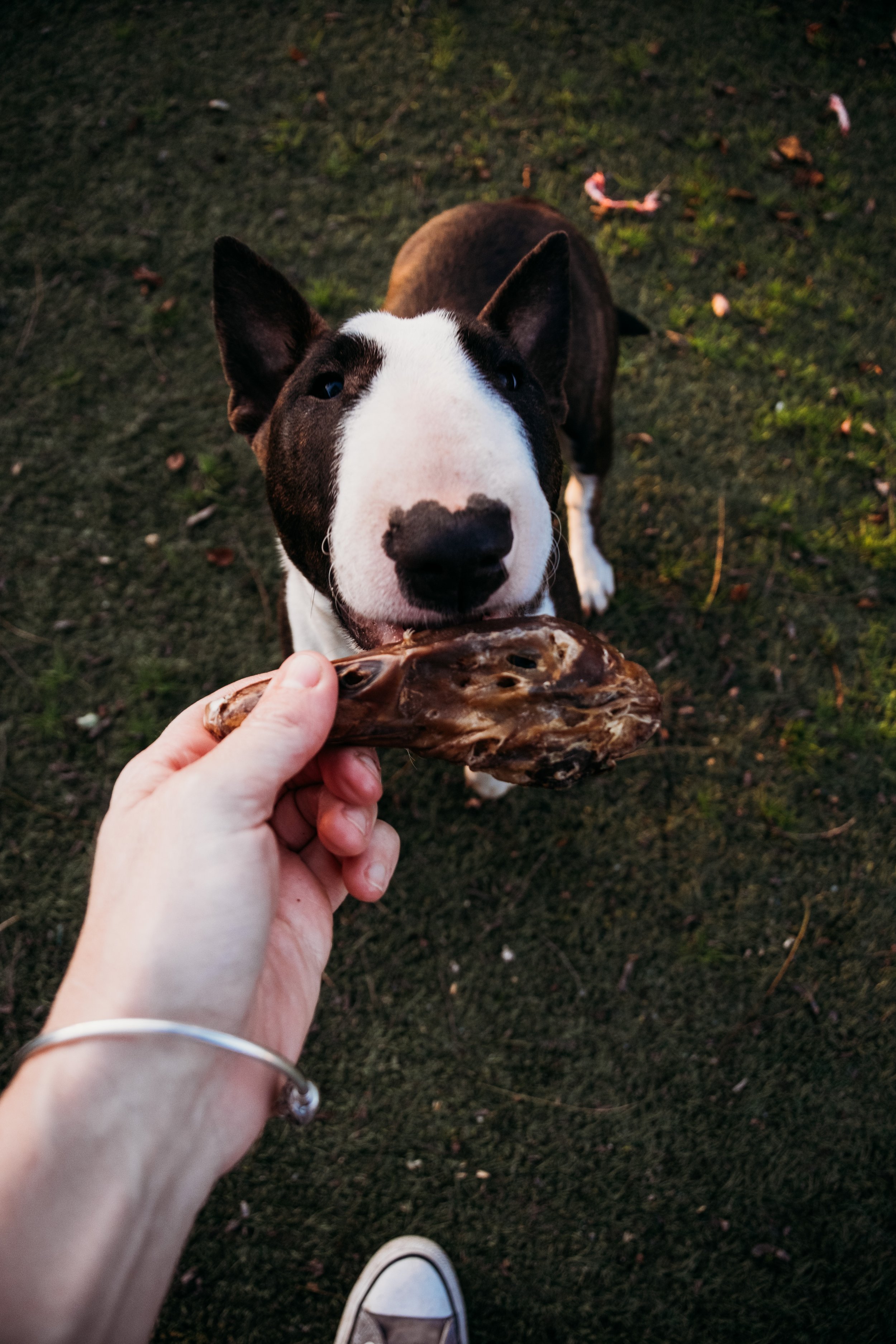 Close-up of a black and white Boston terrier dog with a person's hand holding a large bone in front of the dog, on grass at dusk.