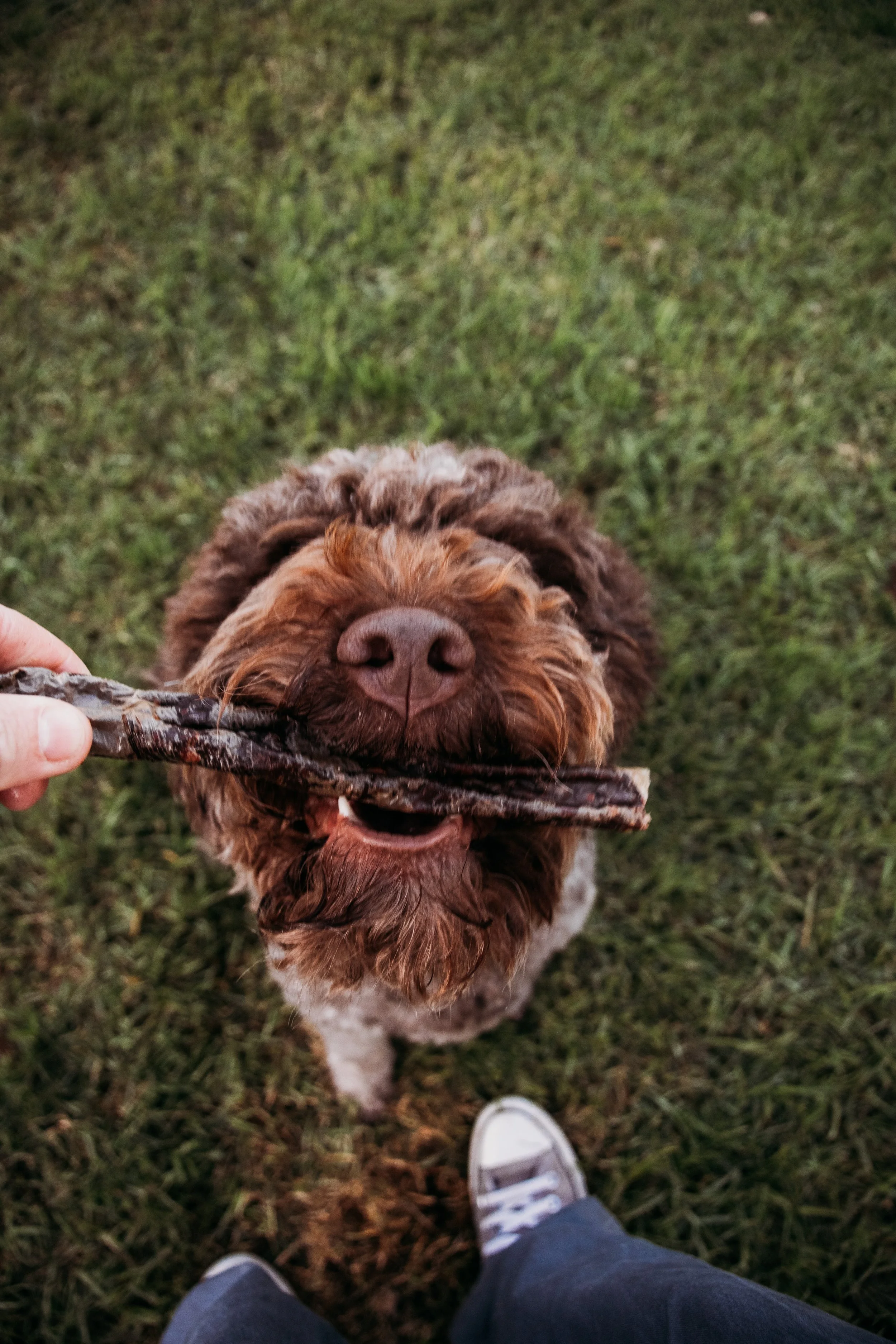A dog with curly brown and white fur holds a large stick in its mouth while standing on grass. A person's legs and shoes are visible in the foreground.