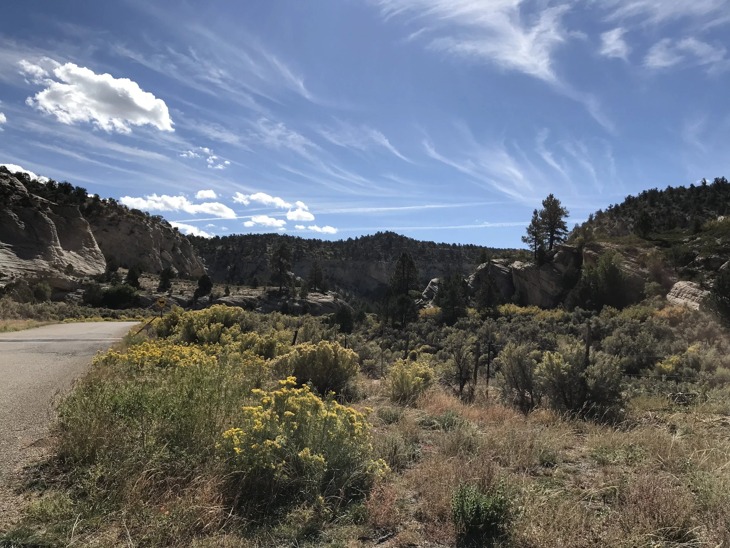 An empty paved road running through sagebrush and yellow wildflowers below sandstone cliffs.