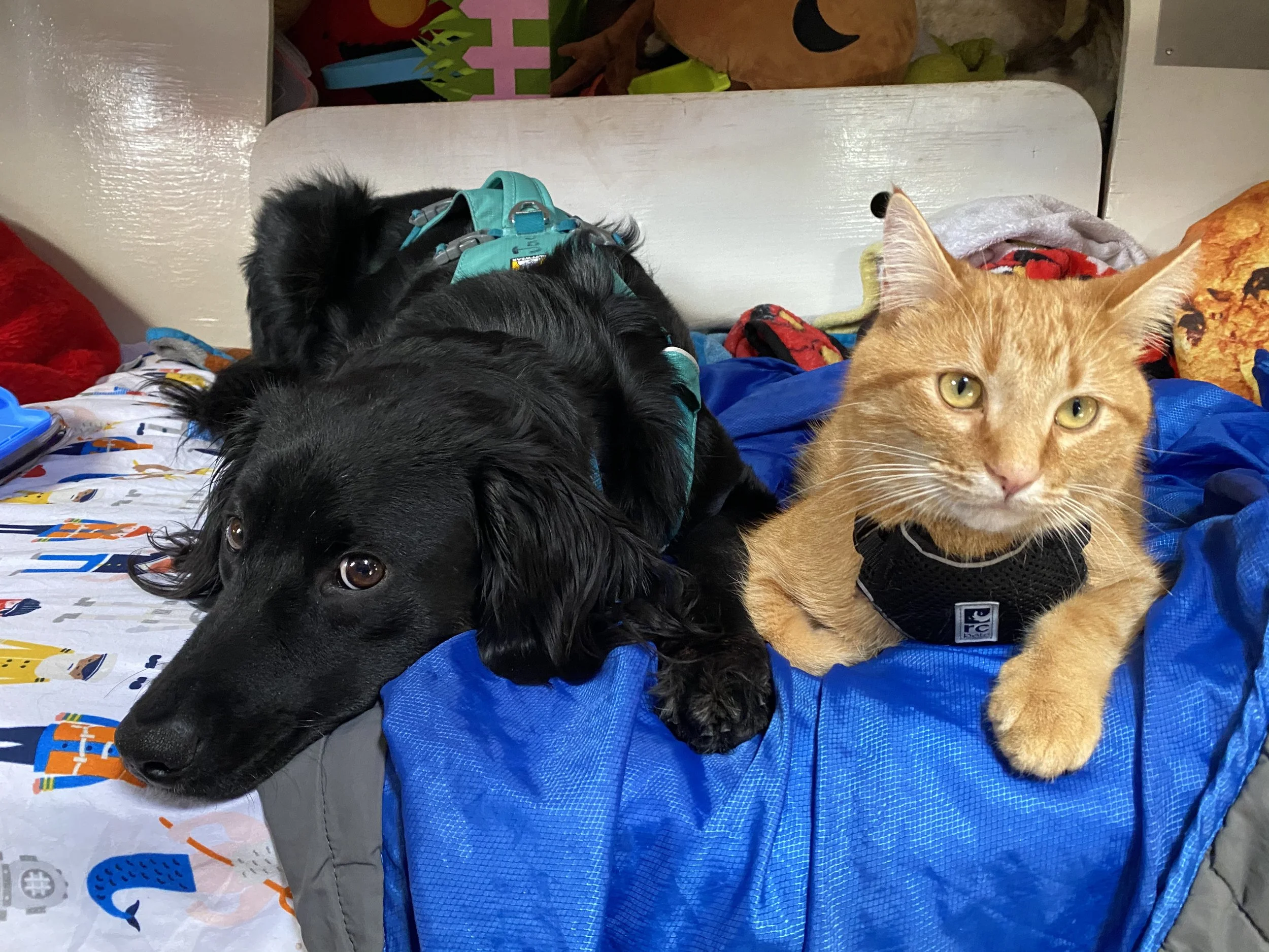 Why Traveling with Pets is More Fun (Even If It’s More Work)