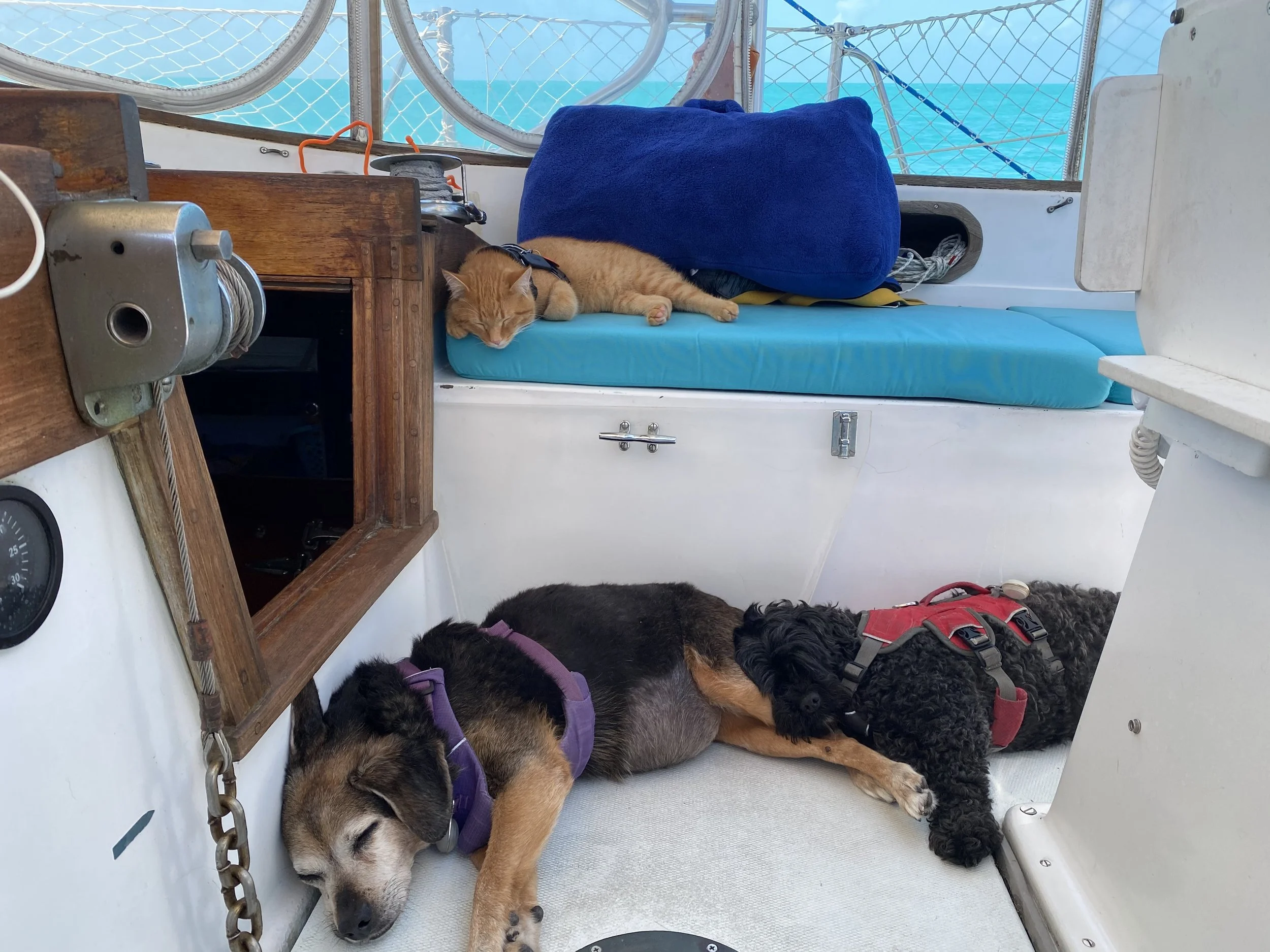 Two dogs curled up asleep in the sailboat cockpit with a cat asleep on the seat cushion above them.