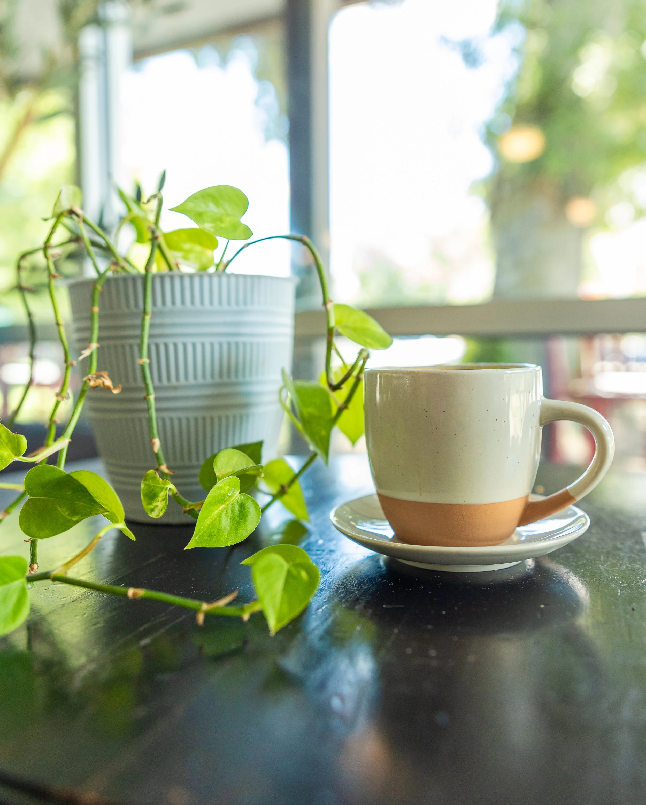 Close-up of a potted plant with green leaves on a dark table near a window, with a white mug nearby. Sunlight streams through the window, creating a bright, blurred outdoor background.