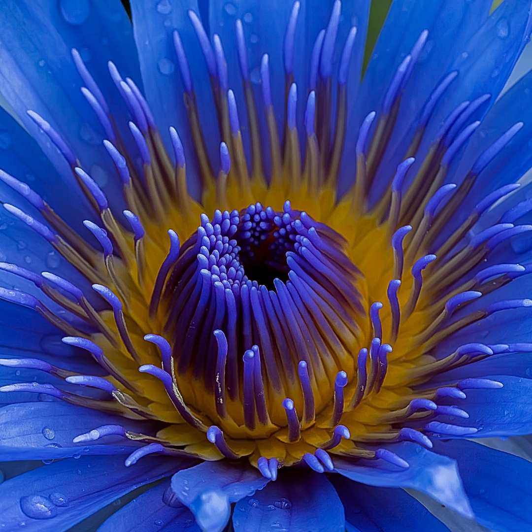 close up of a vibrant blue lotus flower