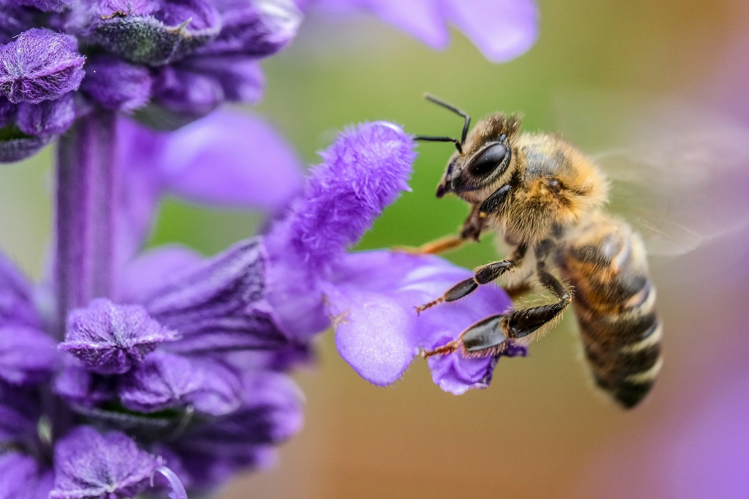 Close-up of a bee collecting nectar from purple flowers with a soft green background.