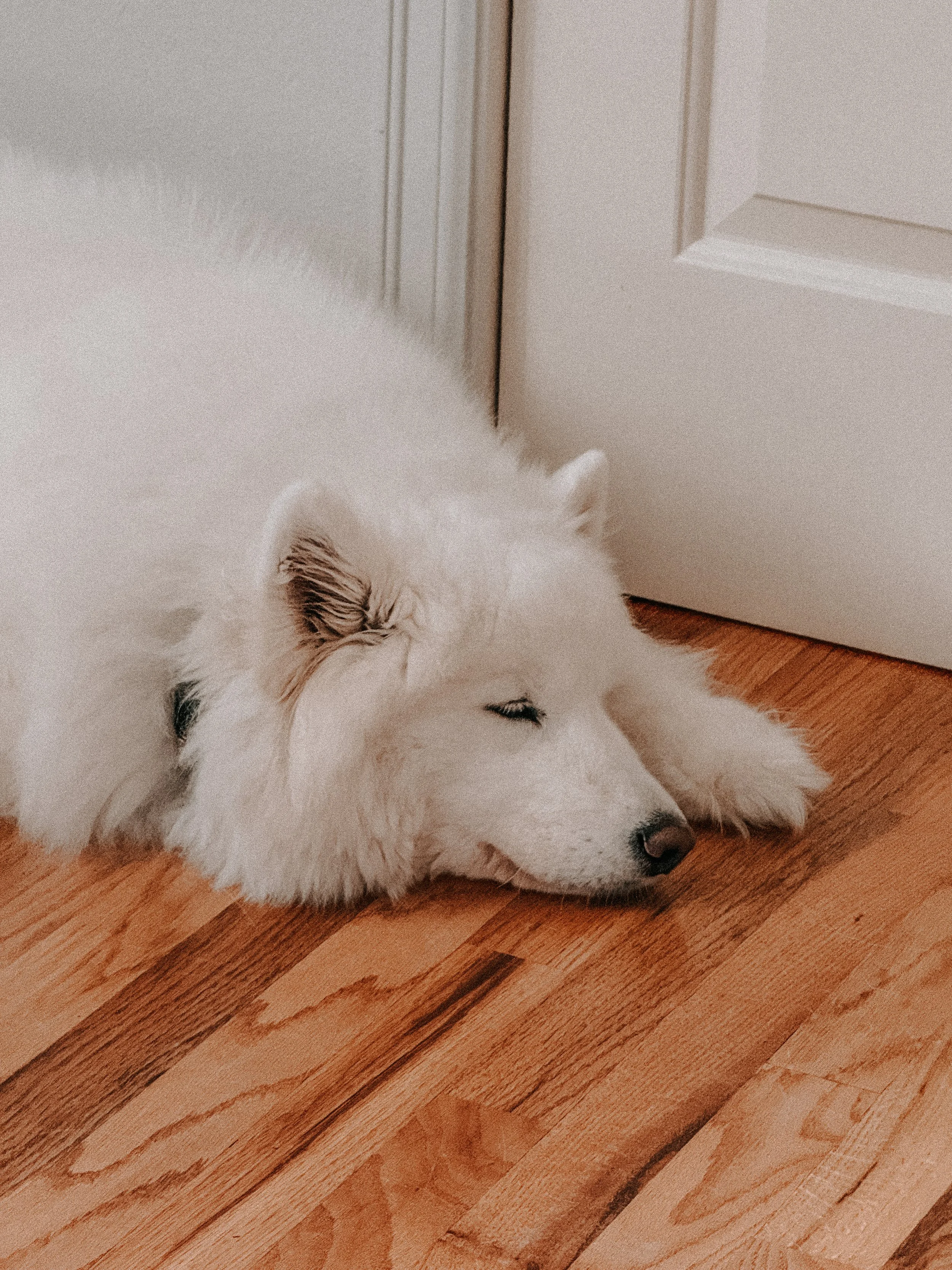 A samoyed dog lying down with her head resting on the floor.