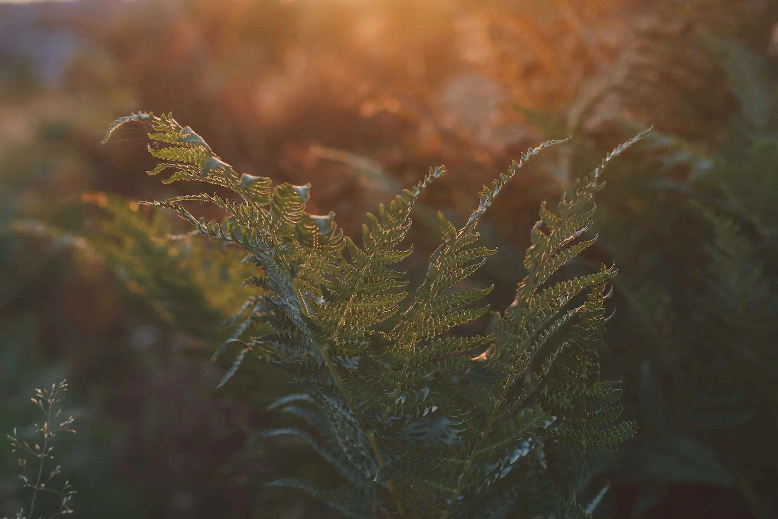 Wild fern fronds illuminated by warm sunlight.