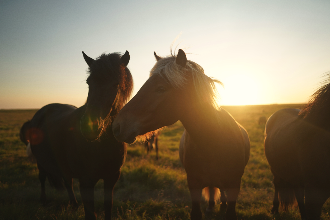 Several horses standing in a grassy field during sunset with the sun low on the horizon.