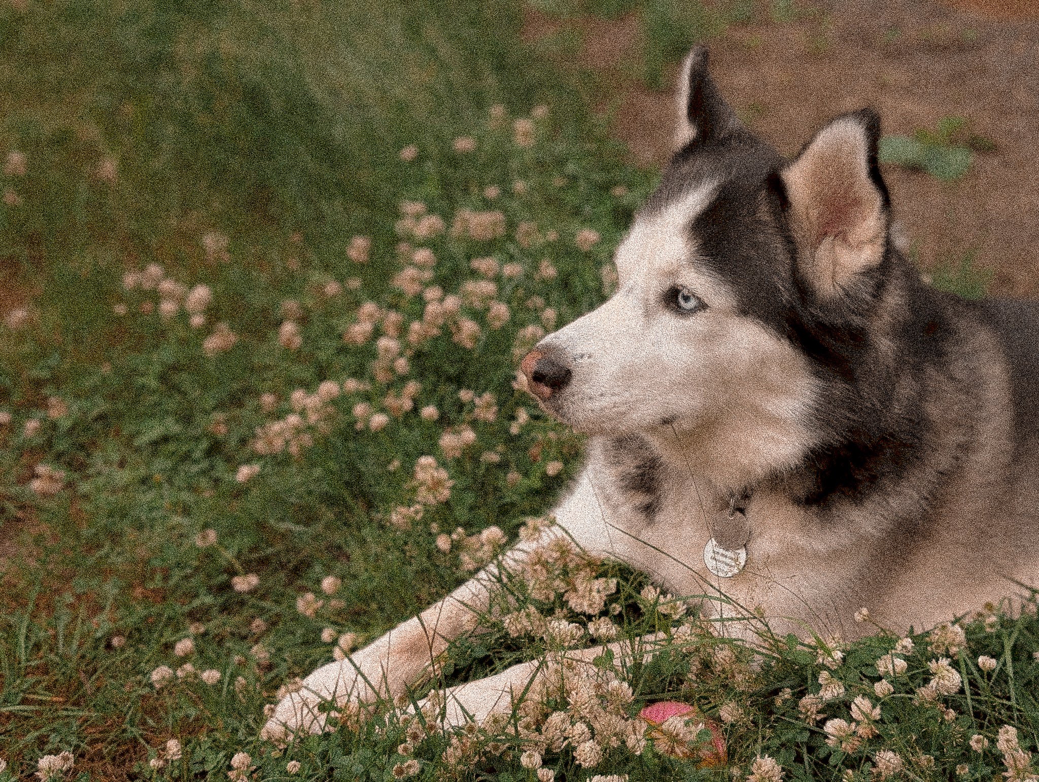 A Siberian husky dog lying on the grass, surrounded by small white flowers