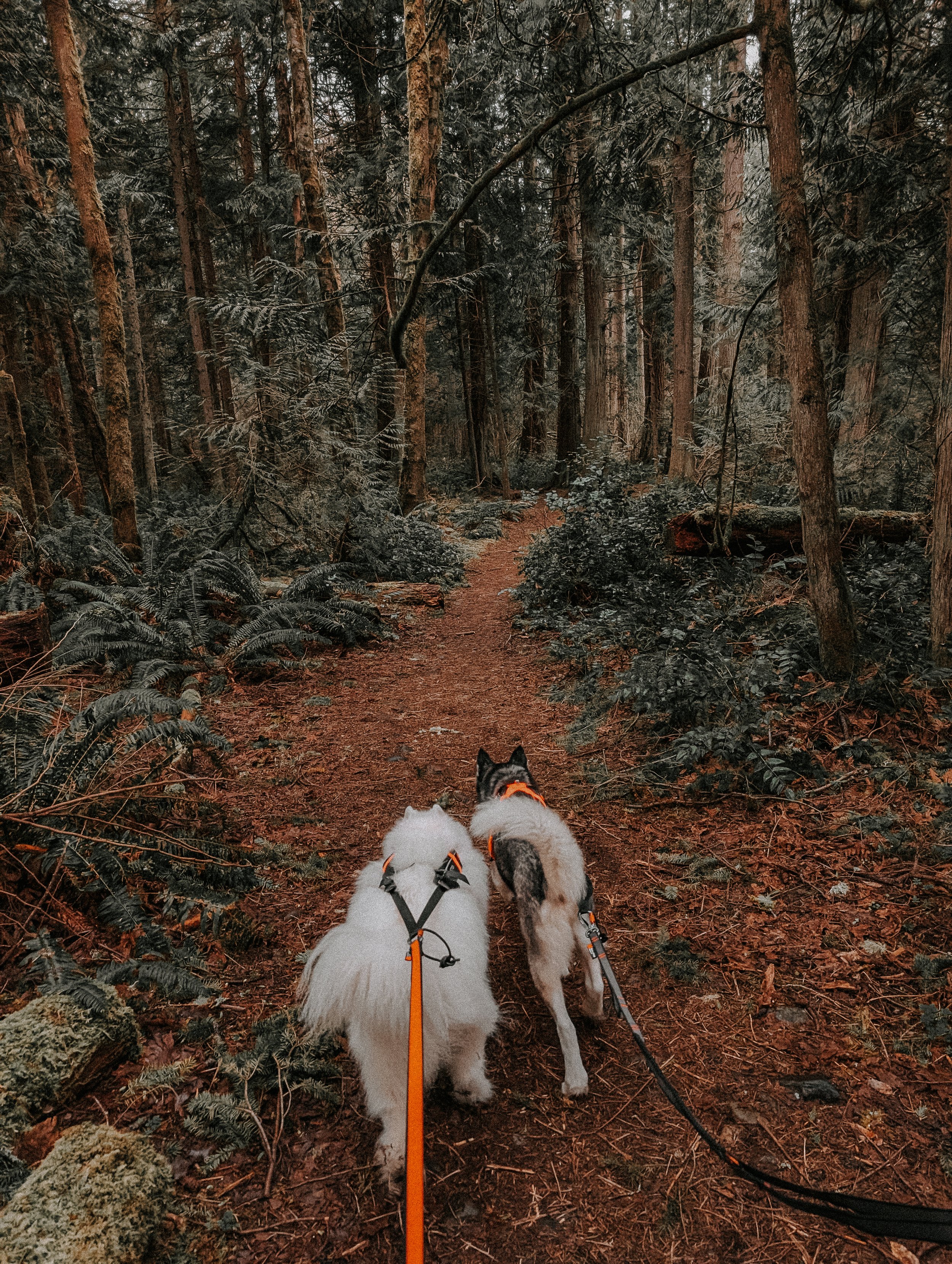 Two dogs, a white fluffy one and a black and white one, on a leash walking on a dirt path through a dense forest of tall trees and ferns.