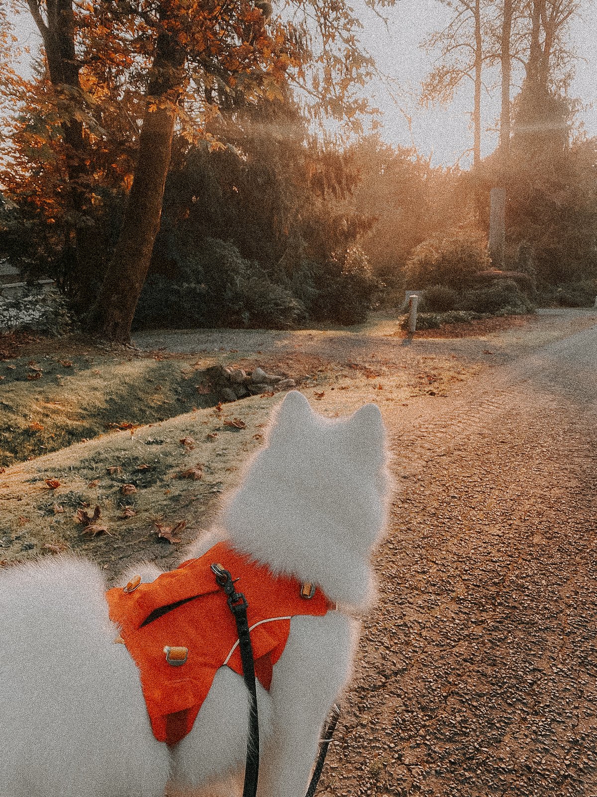 A white dog with pointed ears and fluffy fur wearing an orange harness is walking on a gravel path in a park during sunset. The background features trees with autumn leaves and a hazy, golden light.