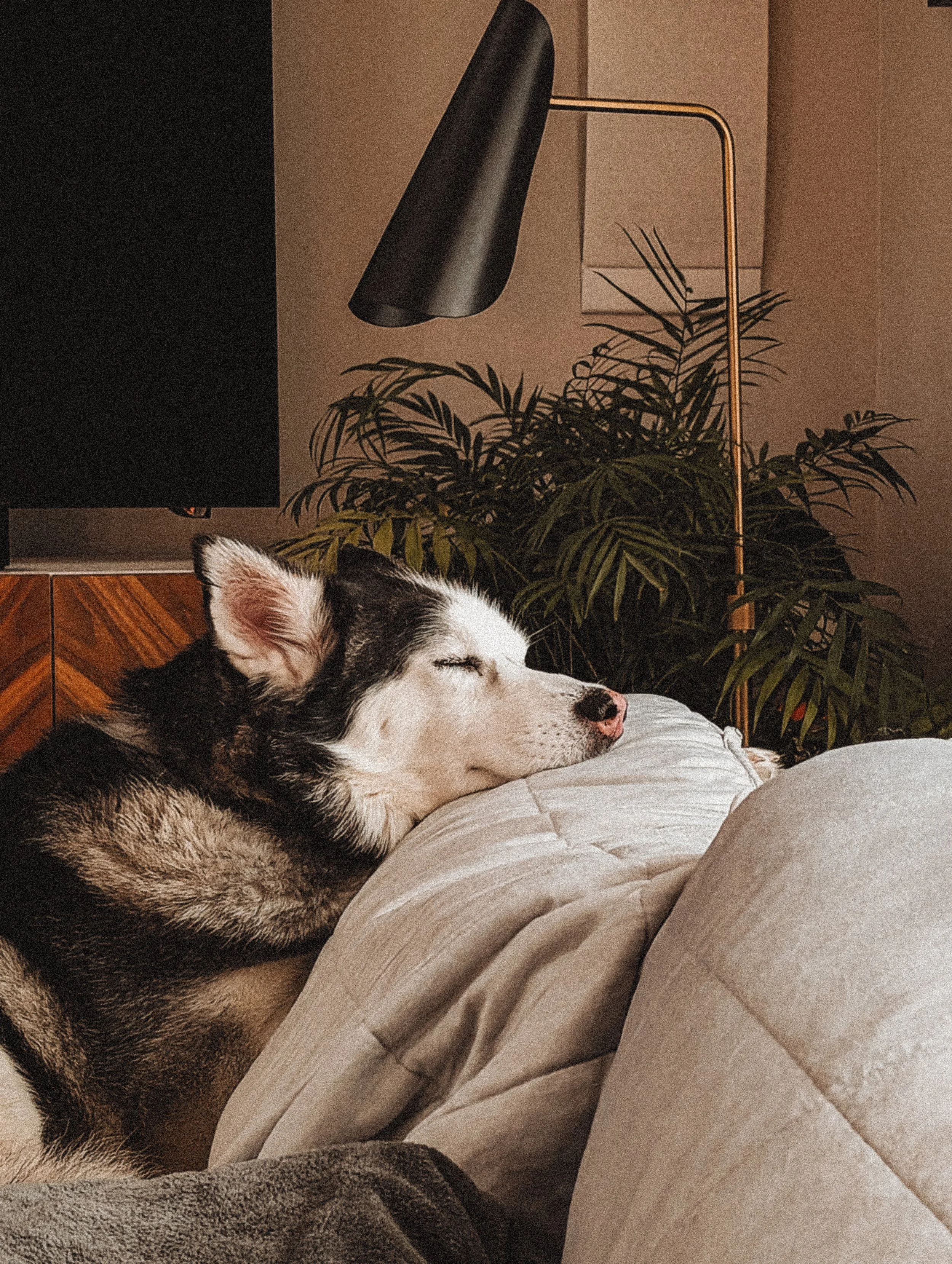 A sleeping Siberian Husky dog lying comfortably on a couch.