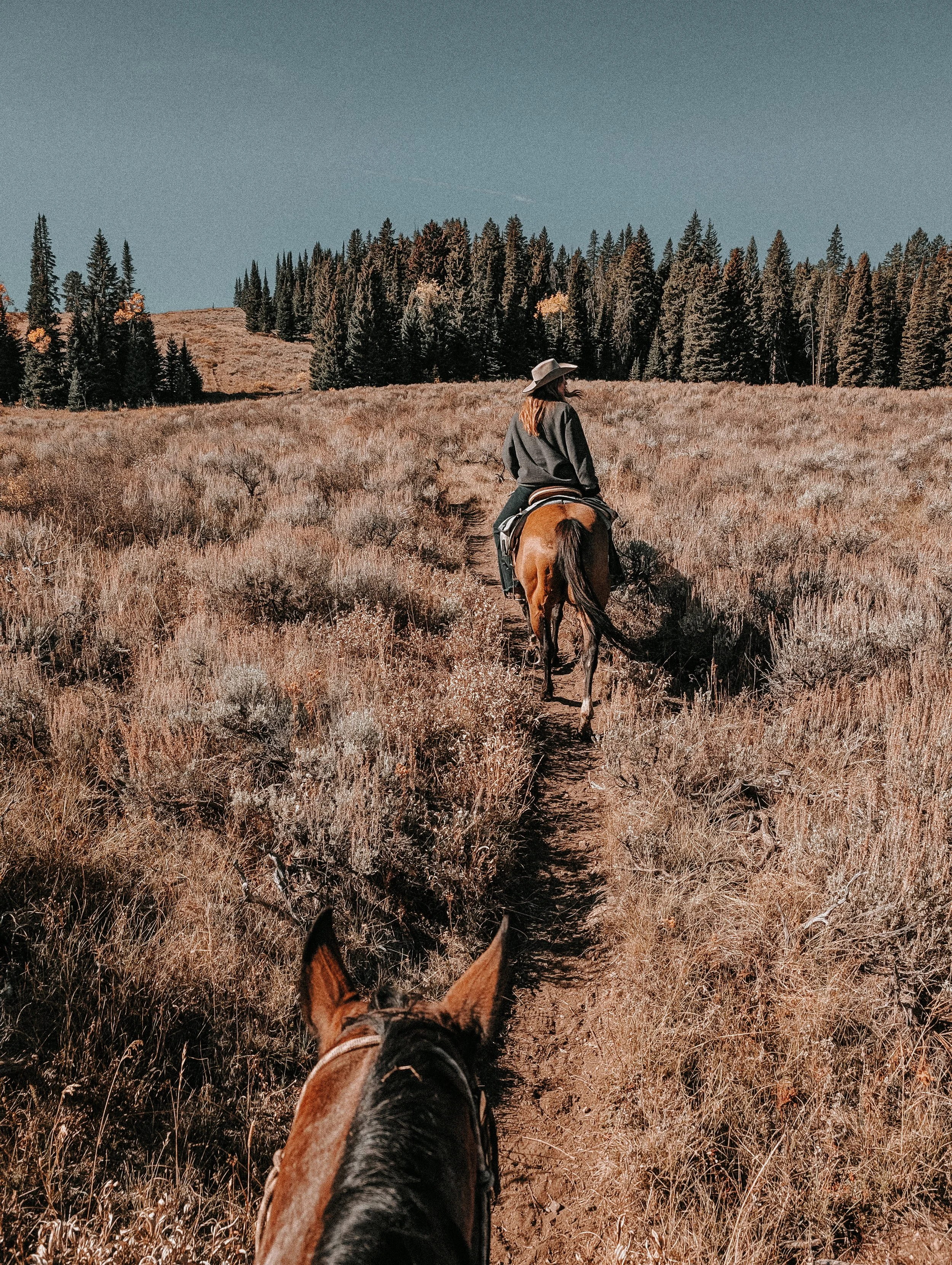 First-person view of a rider on a horse leading another horse through a dry, grassy trail with tall pine trees in the background under a clear blue sky.