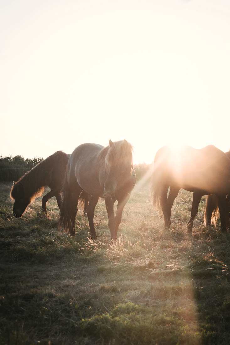 Three horses grazing on a grassy field during sunset with sunlight streaming in from behind.