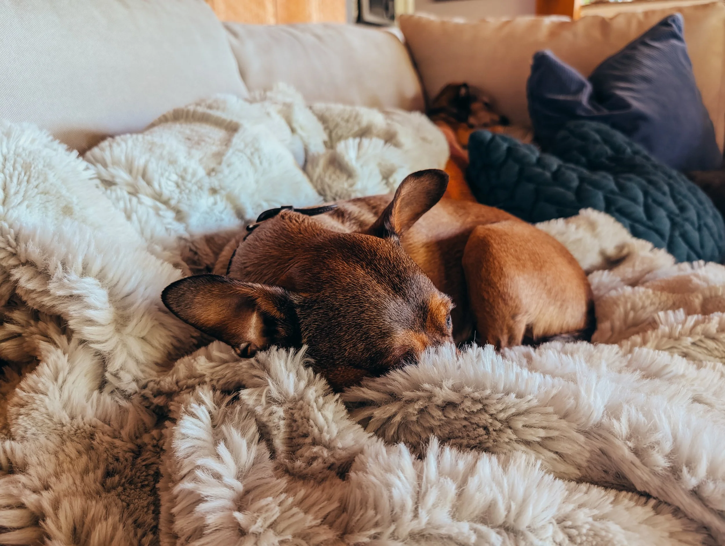Multiple dogs resting on a cozy, fluffy blanket on a couch, with cushions in the background.