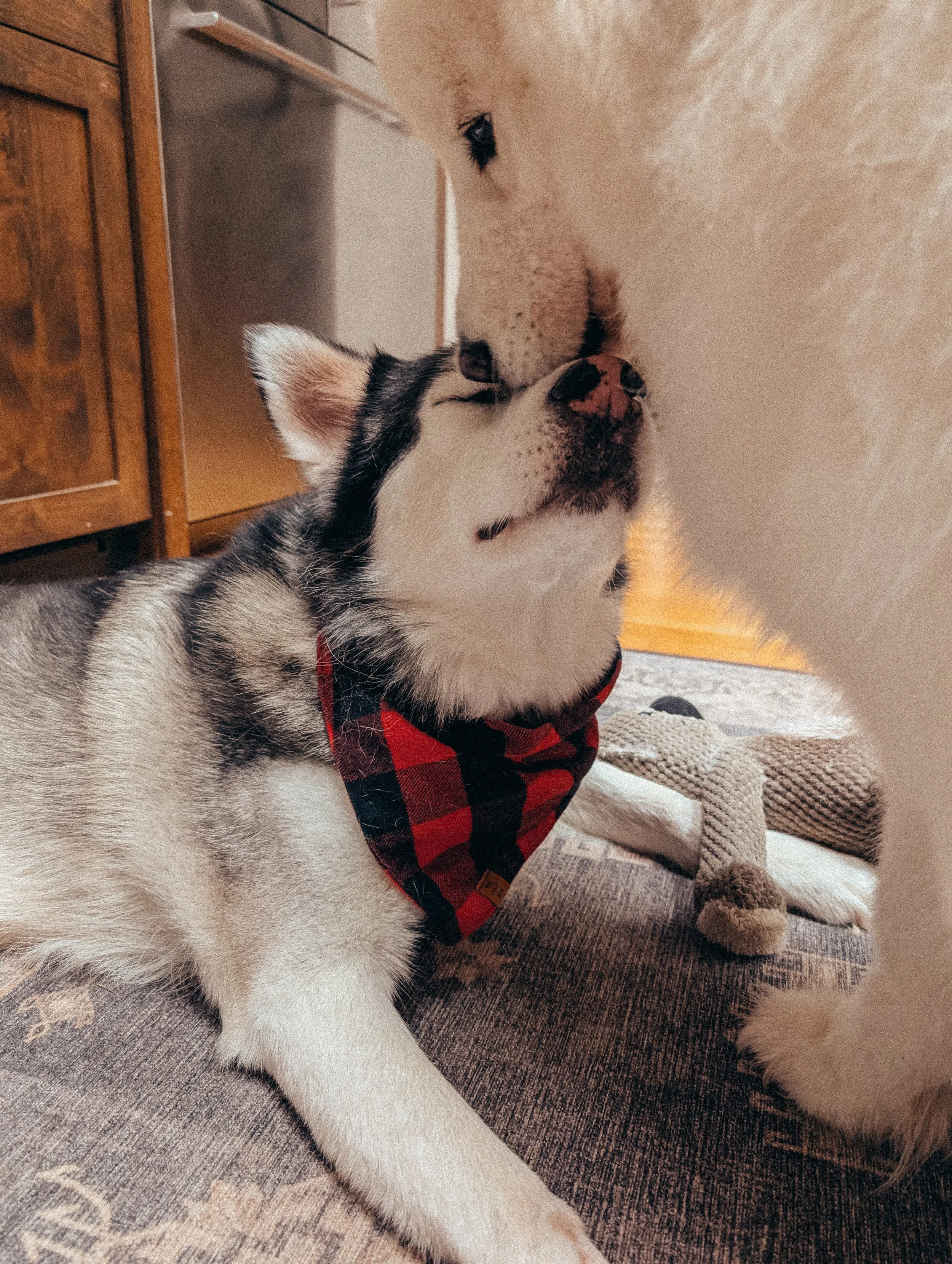 A siberian husky getting a lick from his sister samoyed.
