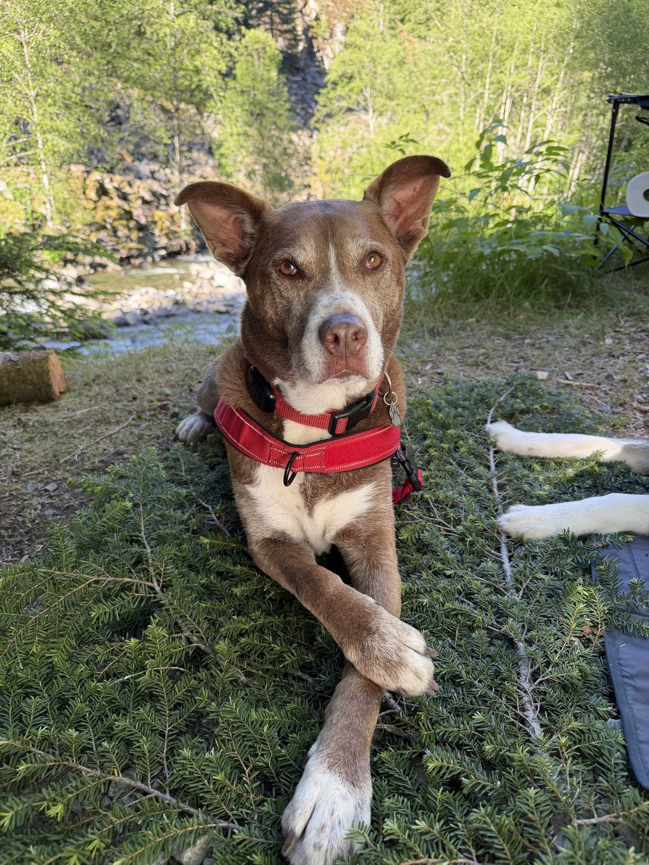 Happy senior husky/pitbull mix