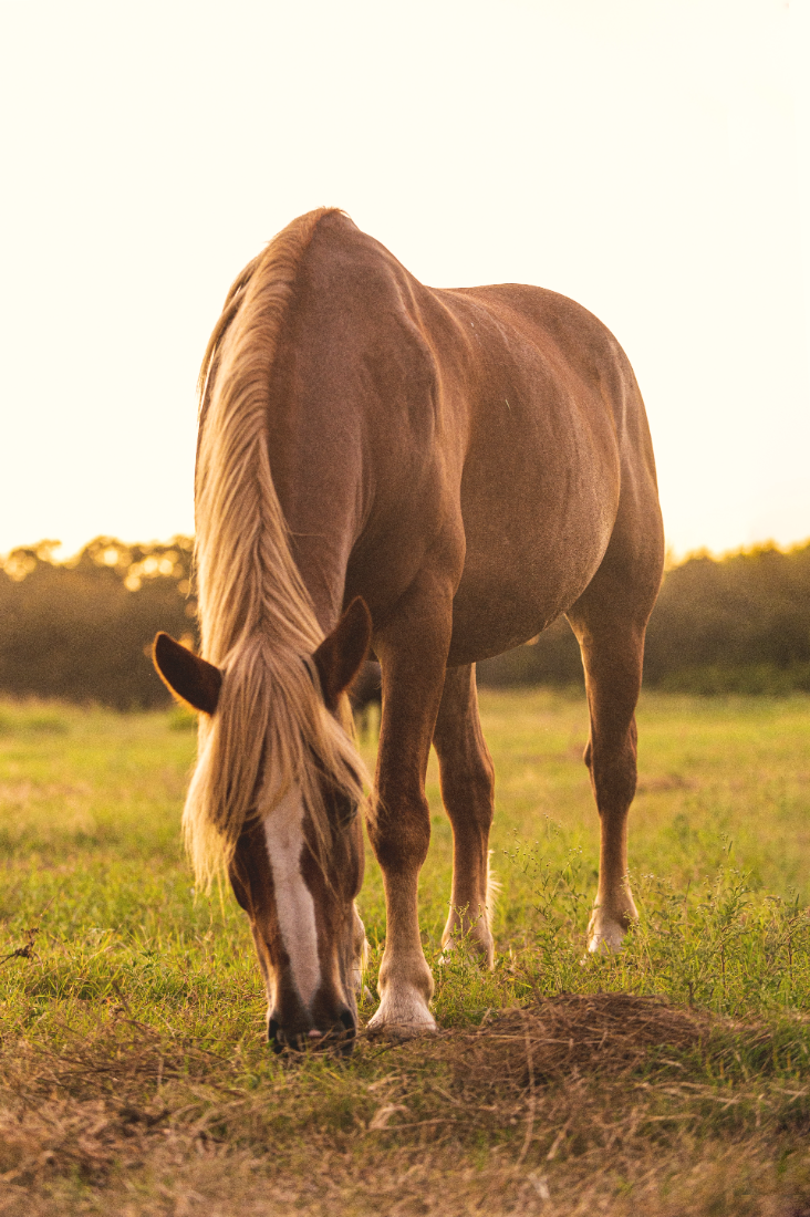 A brown horse with a blonde mane grazing on grass in a field at sunset.