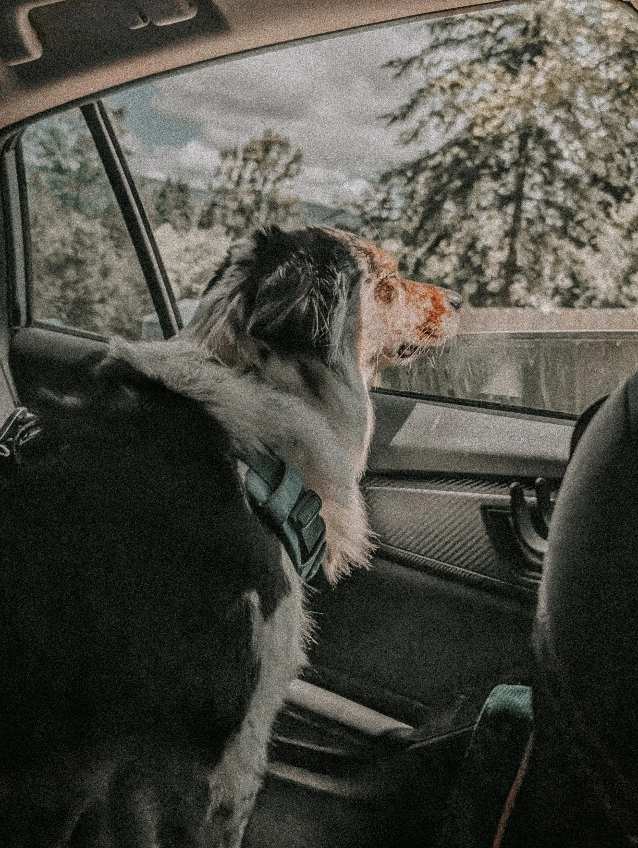 A dog sitting in the passenger seat of a car, looking out the window at trees and cloudy sky.