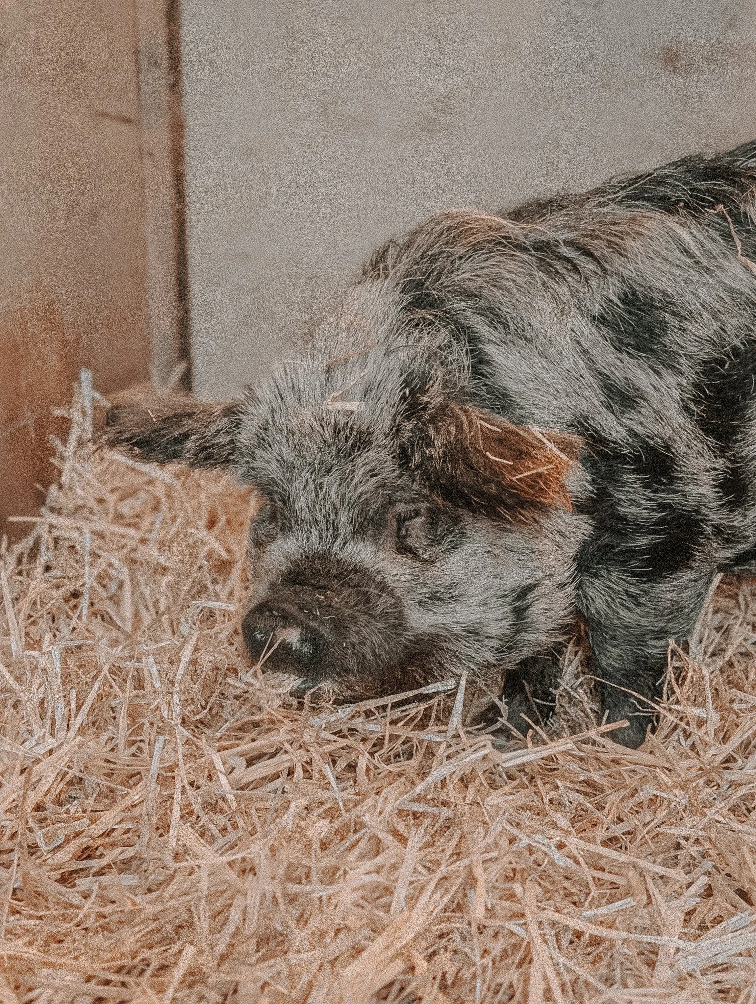 A sleeping piglet on a bed of straw.