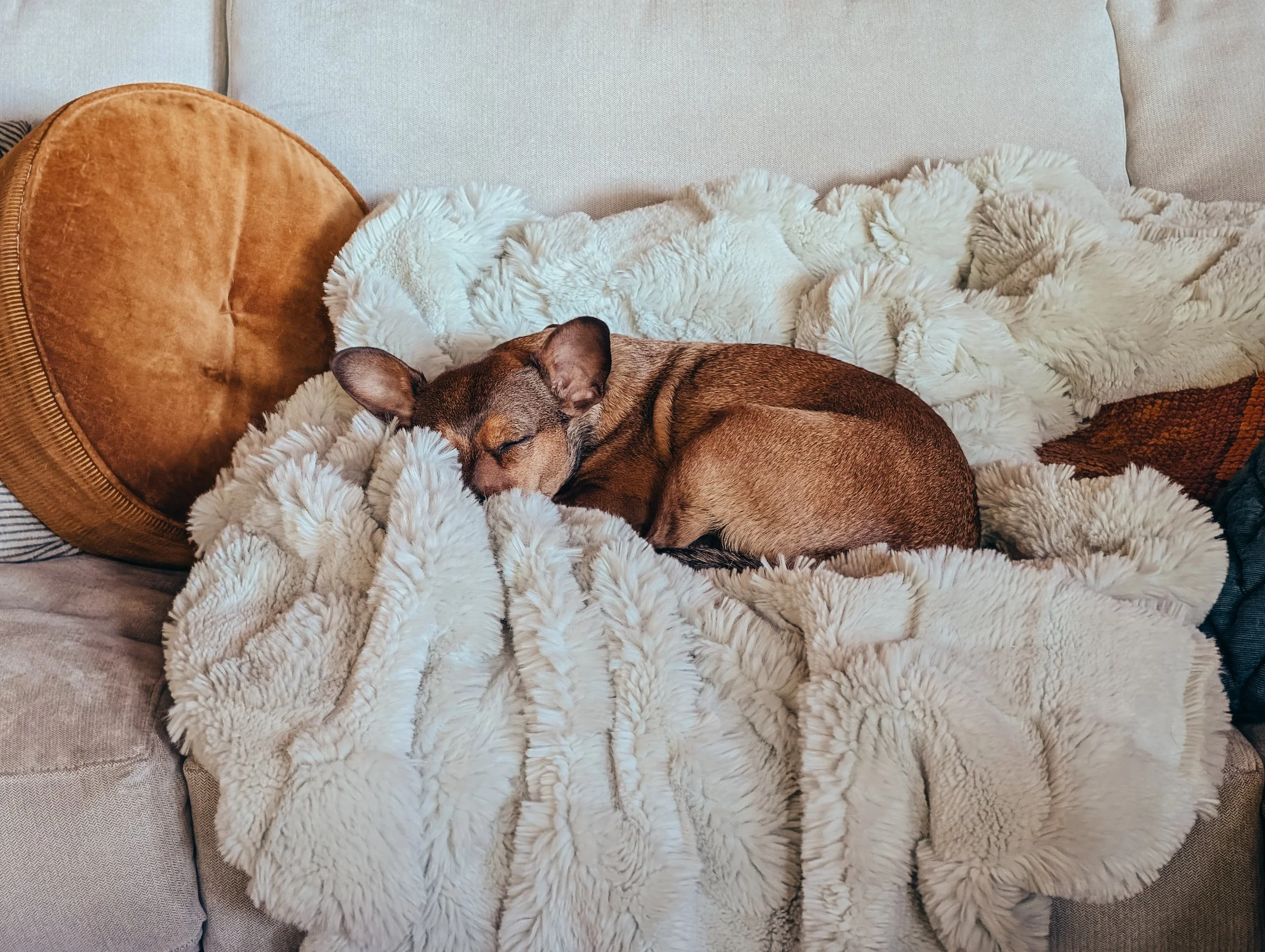 A small brown dog sleeping on a fluffy cream-colored blanket on a beige couch, with a round orange pillow nearby.
