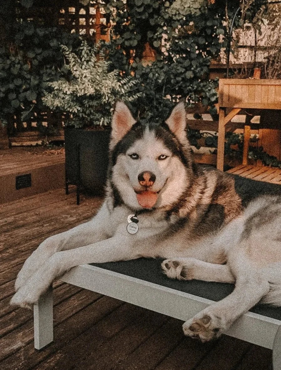 A husky dog with blue eyes lies on a lounge chair outdoors surrounded by potted plants and wooden furniture.