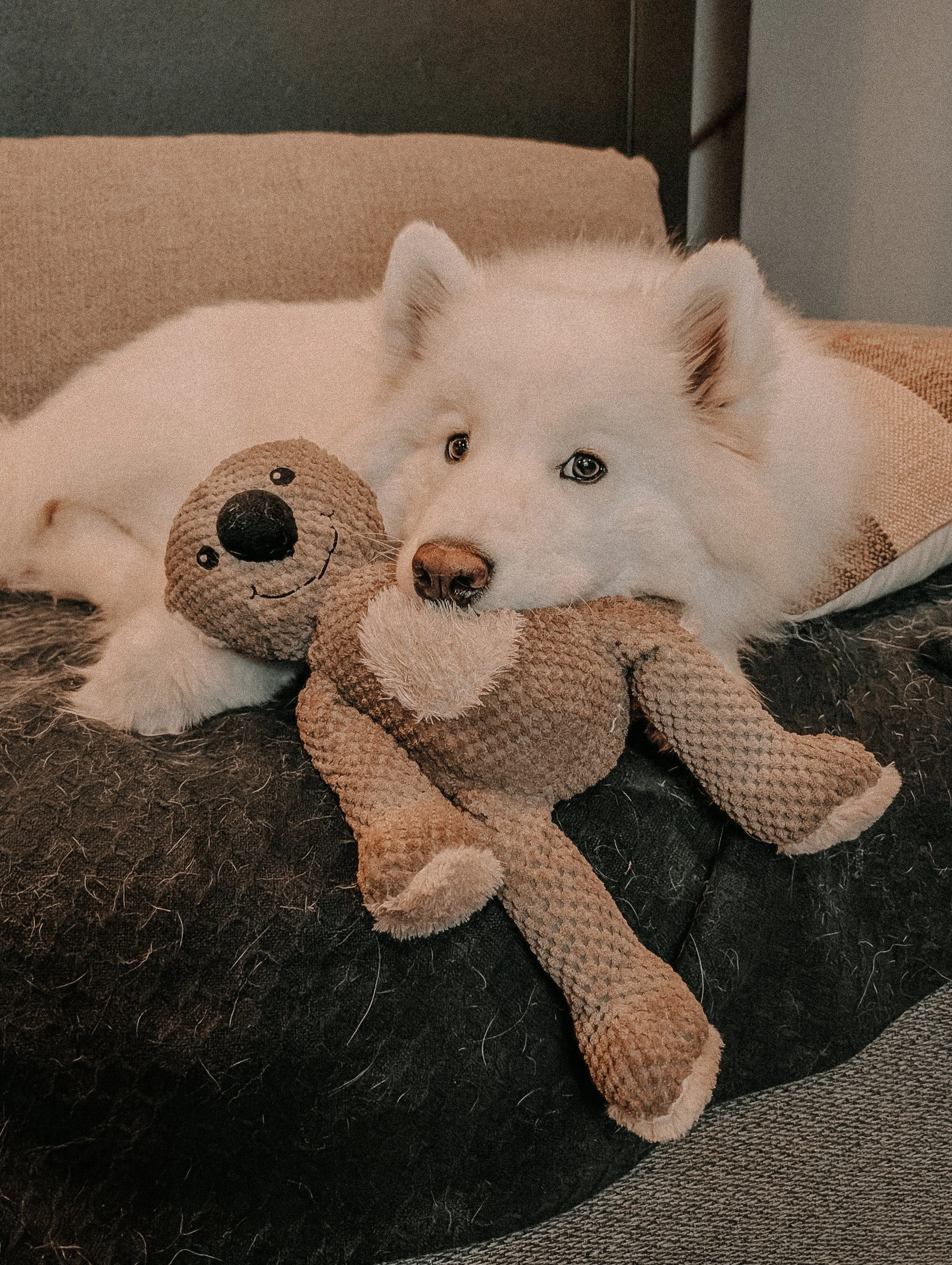 A samoyed dog resting her head on a koala toy with a smiling face, in a cozy indoor setting.