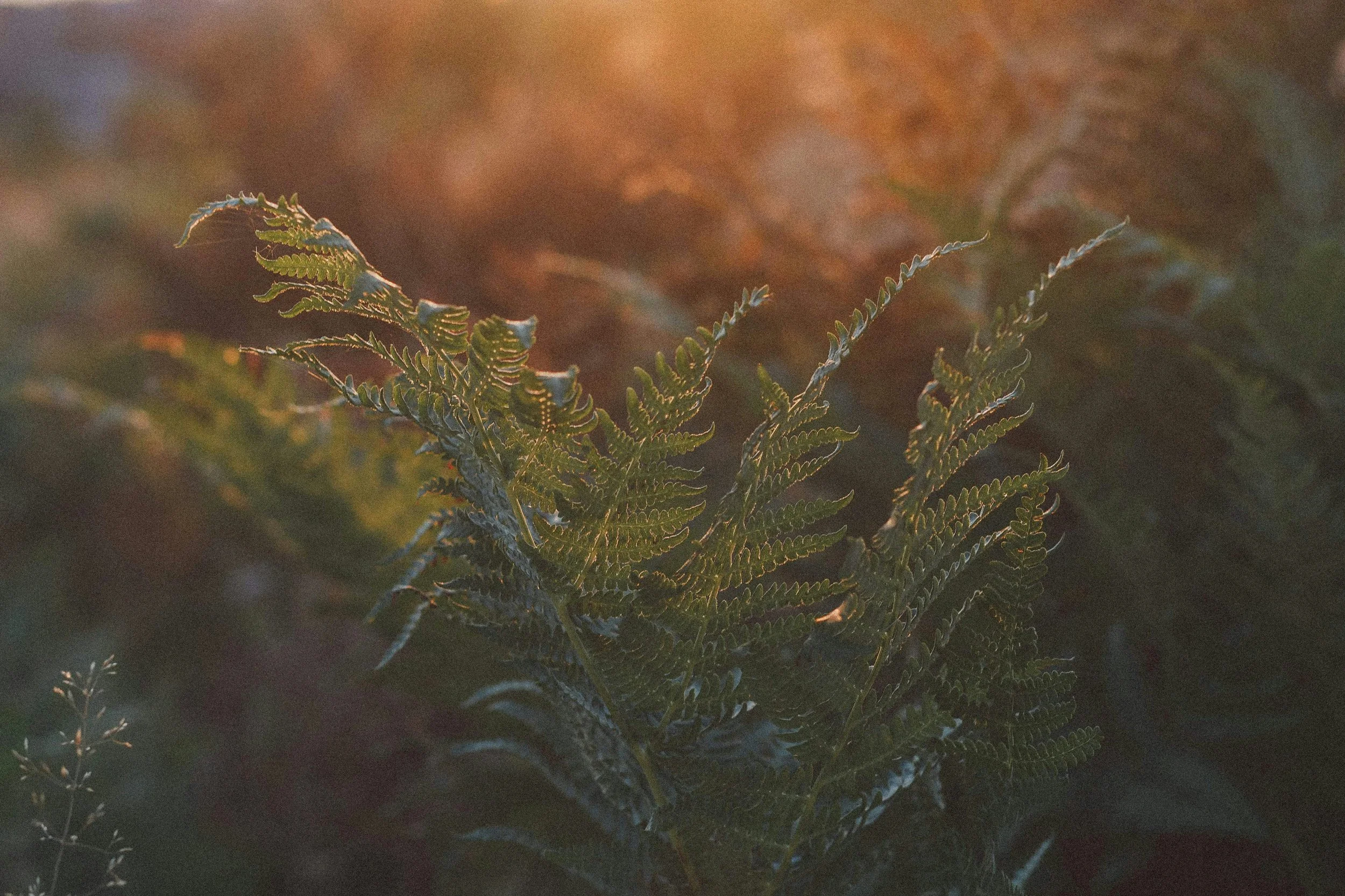 Close-up of fern leaves with sunlight glowing from behind on a blurred natural background.