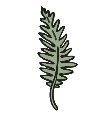 A drawing of a fern