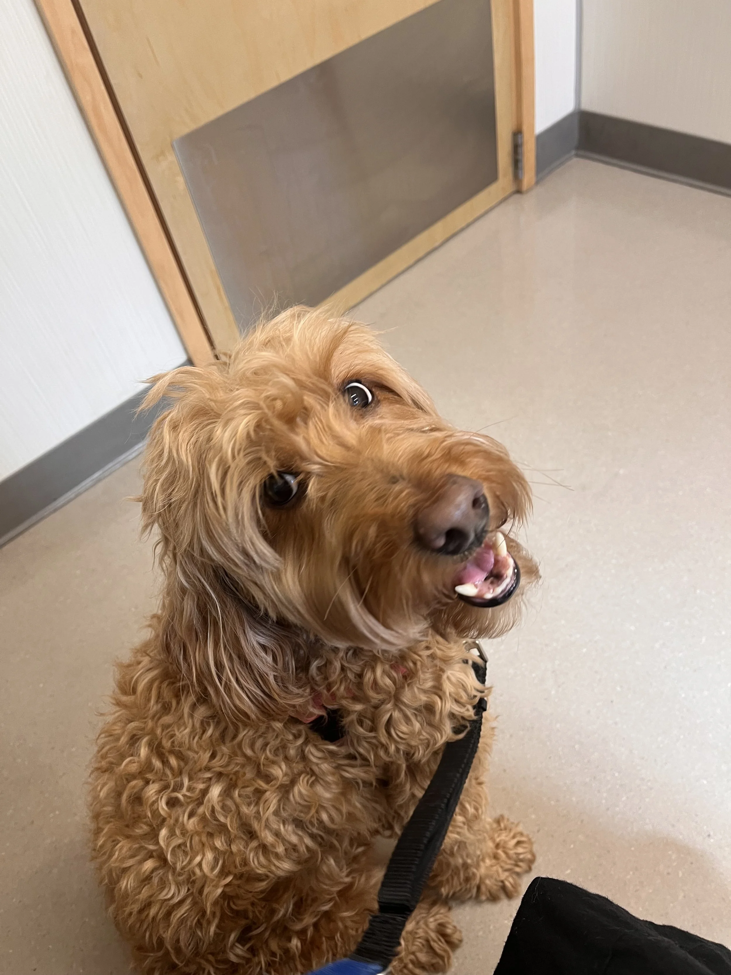 Happy 12 yo labradoodle