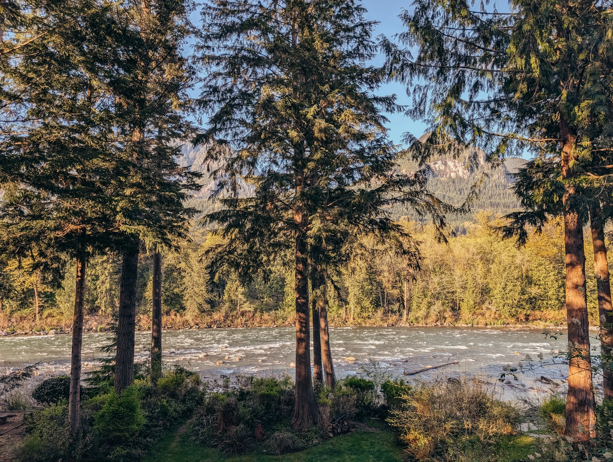 A forest scene with tall evergreen trees along a river with a mountain in the background and a clear sky.