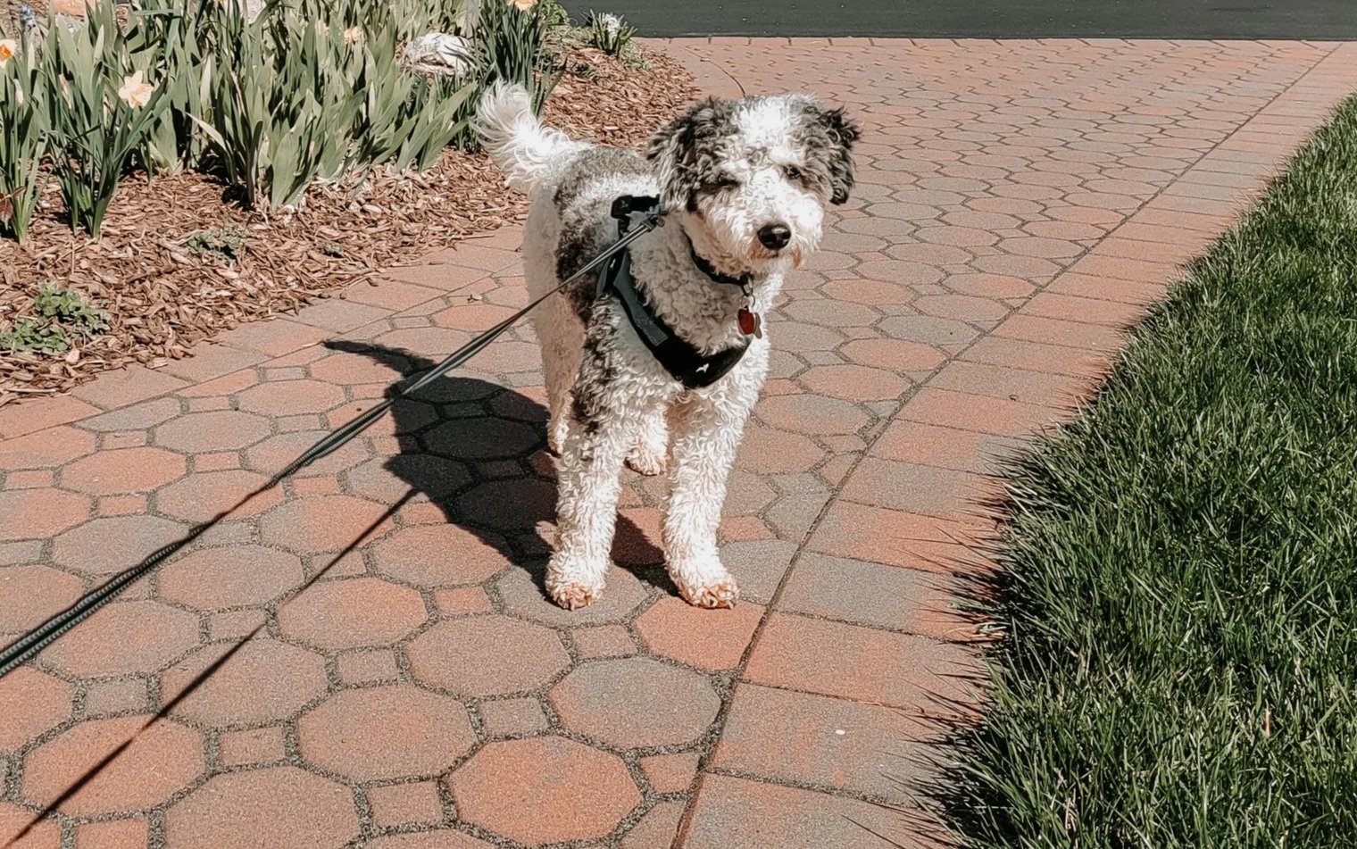 A black and white curly-haired dog on a leash standing on a brick sidewalk next to a grassy area and flower bed.