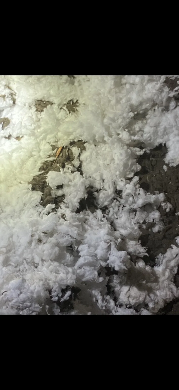 Snowy ground with patches of exposed dirt and a stick.