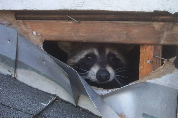 Raccoon peeking through a hole in the roof of a building.