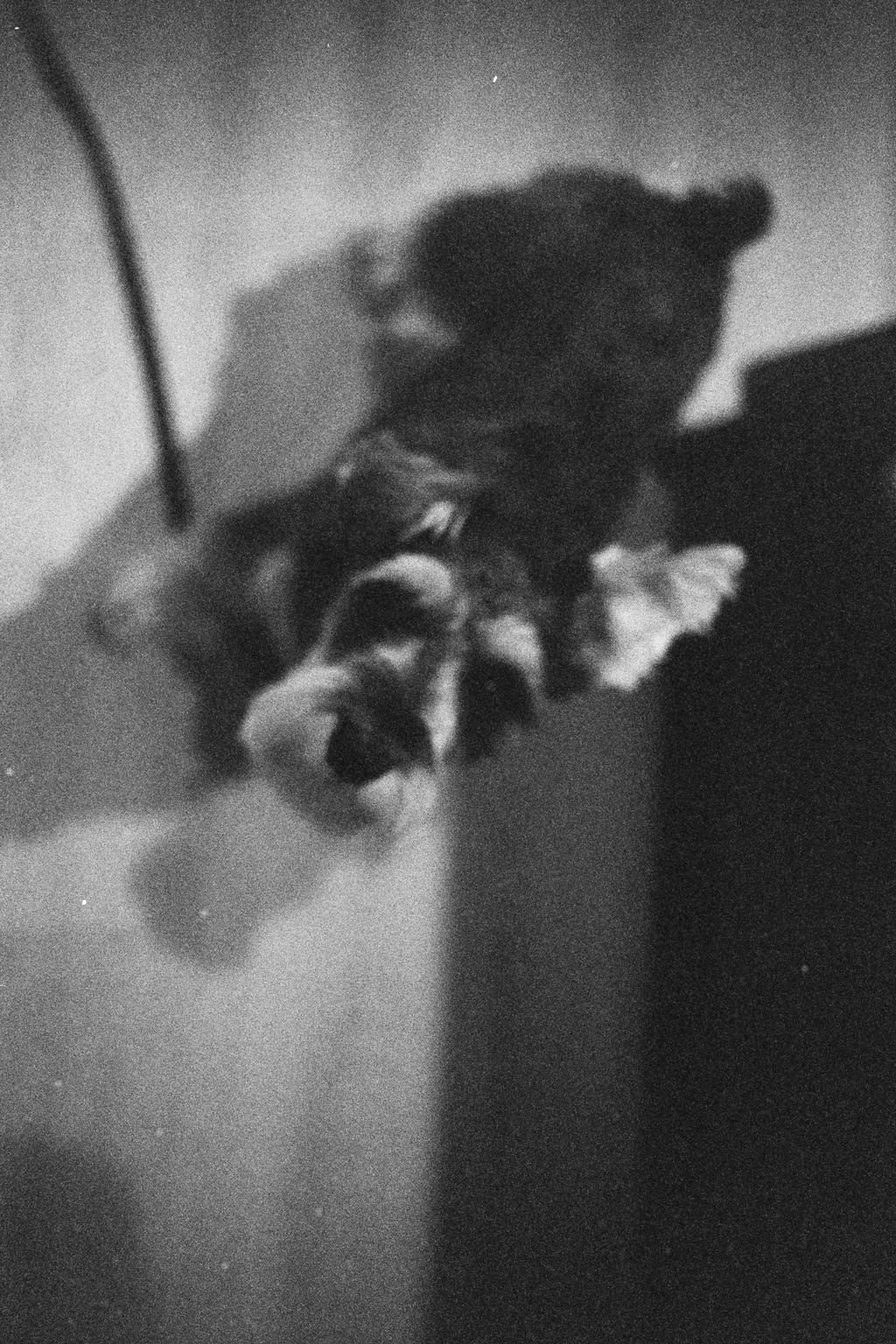 Blurred black and white image of a person holding a small, fluffy dog.