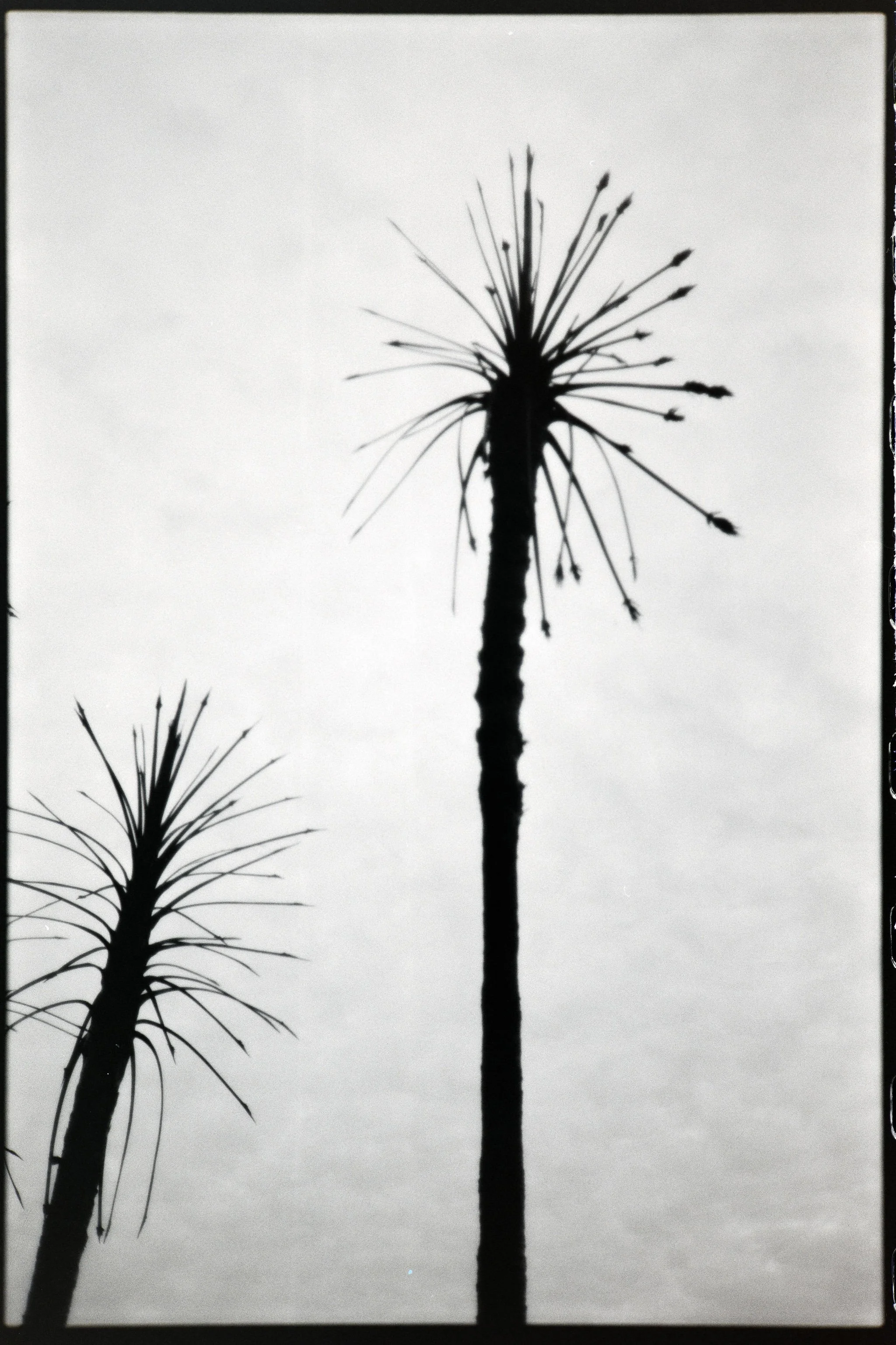 Burned Palms in Vegas