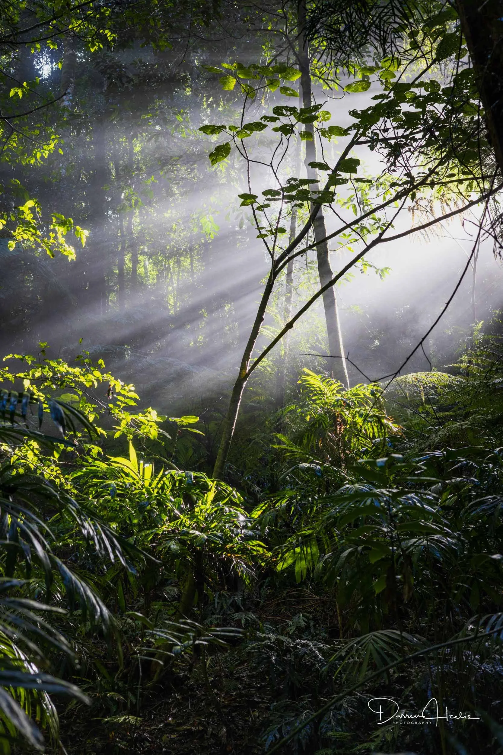 Sunlight filters through dense green jungle foliage and mist, illuminating the undergrowth.Dorrigo National Park .Dorrigo Nsw .