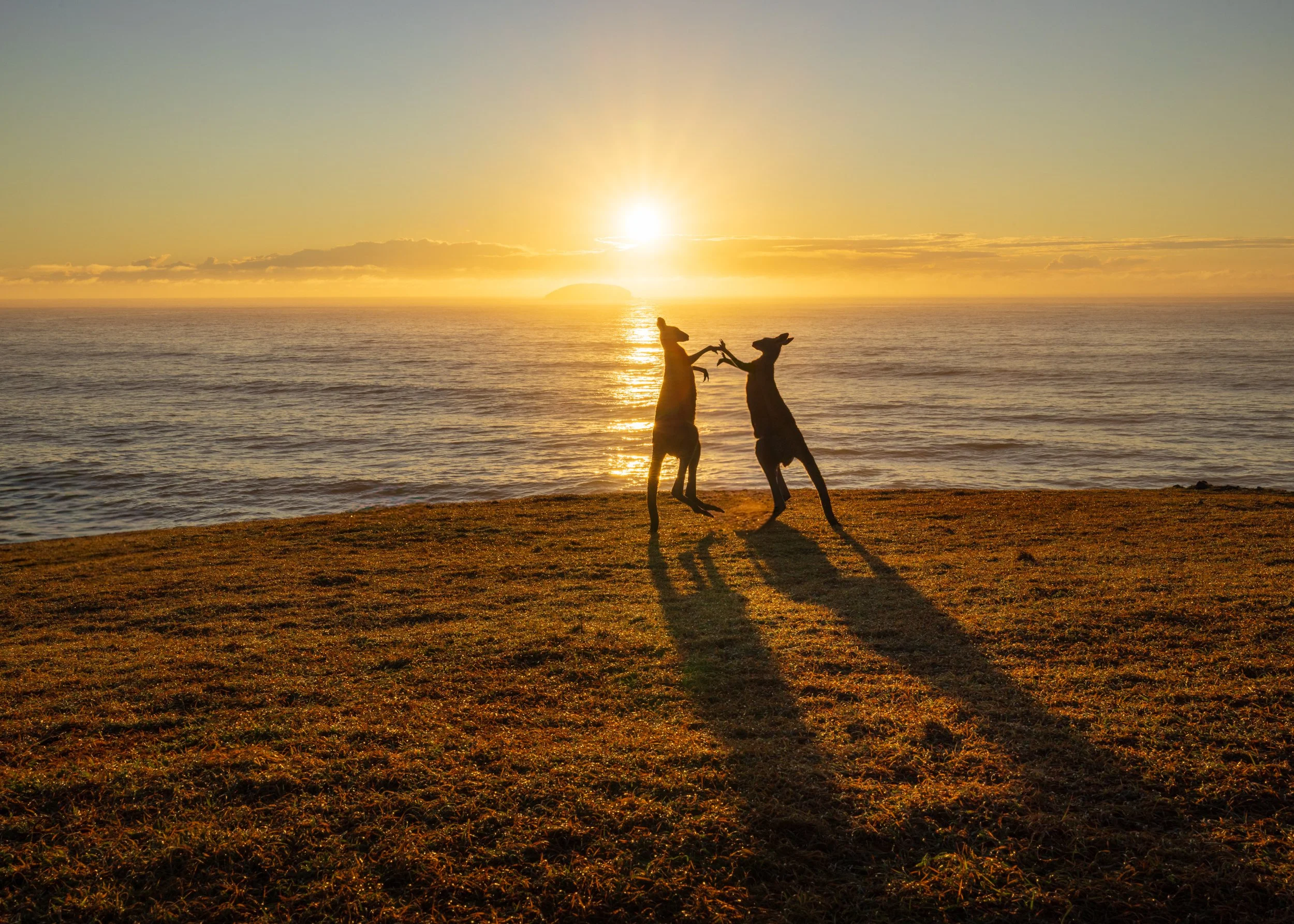 Two dogs playfully jumping and holding paws on a beach during a sunset with a glowing sun near the horizon and a small island in the background.