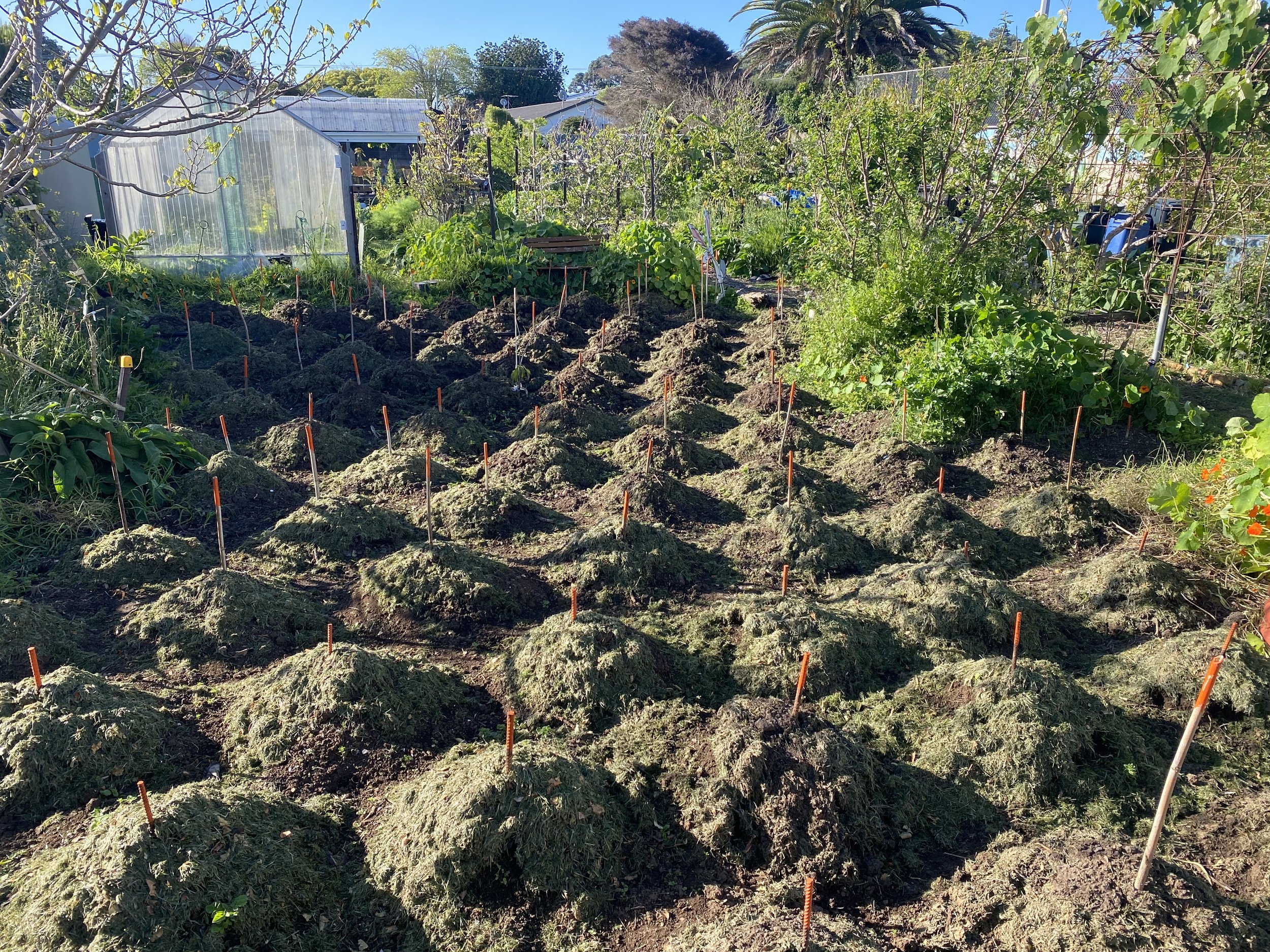 Kumara collection &amp; curation project