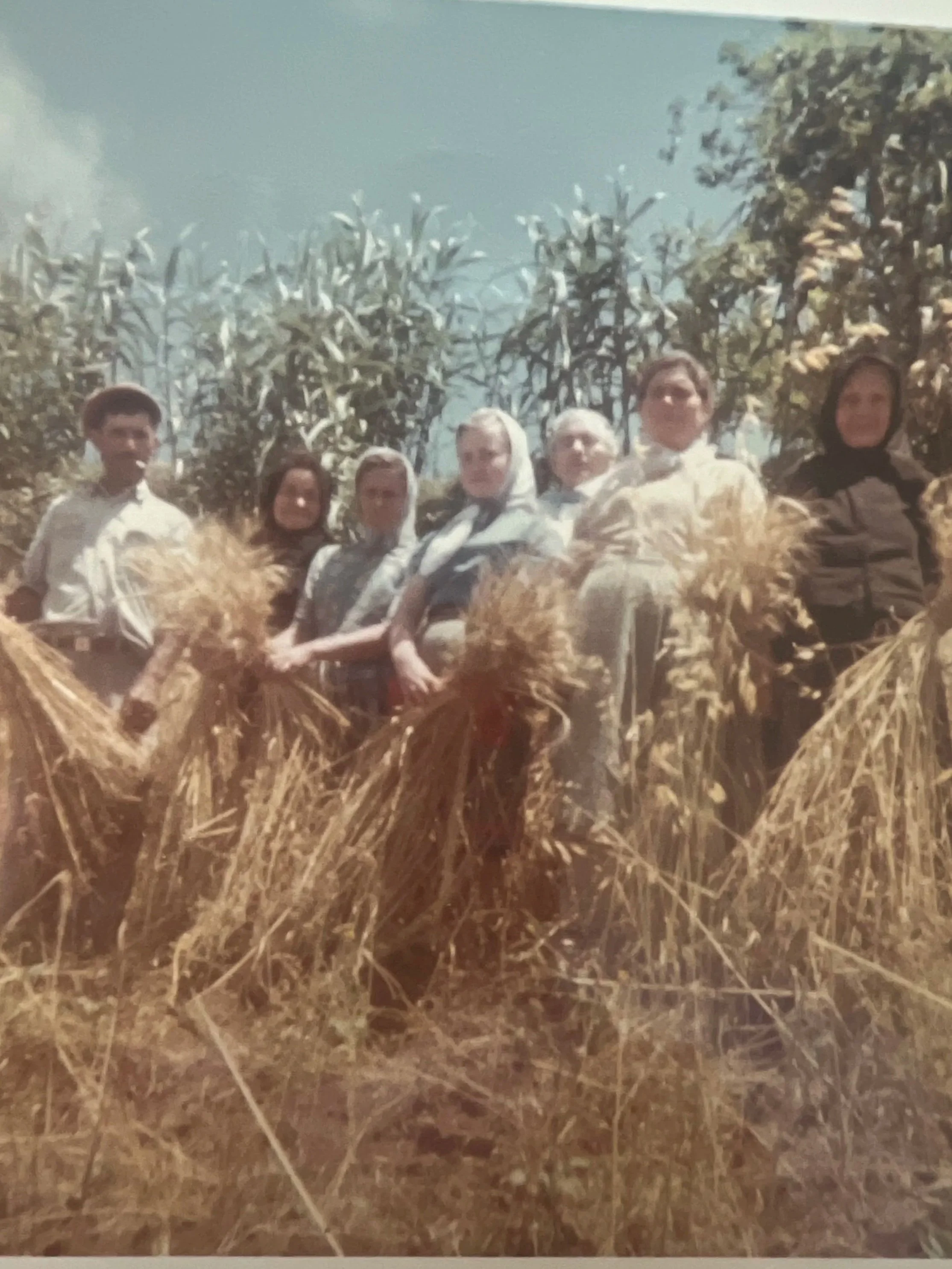 People standing in a field wheat with a blue sky overhead.