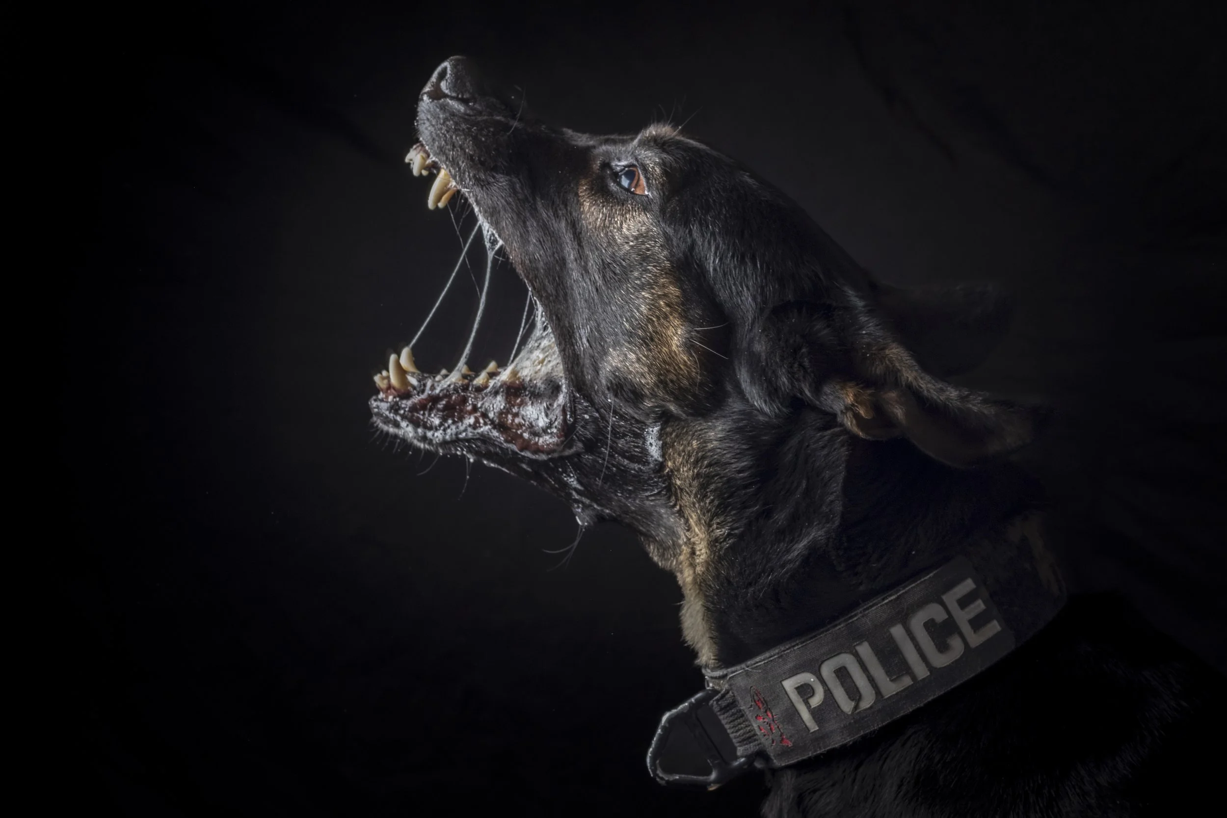 A black police dog with its mouth open, showing teeth, against a black background. A section of a police vest is visible. The word 'POLICE' is partially visible on the vest.