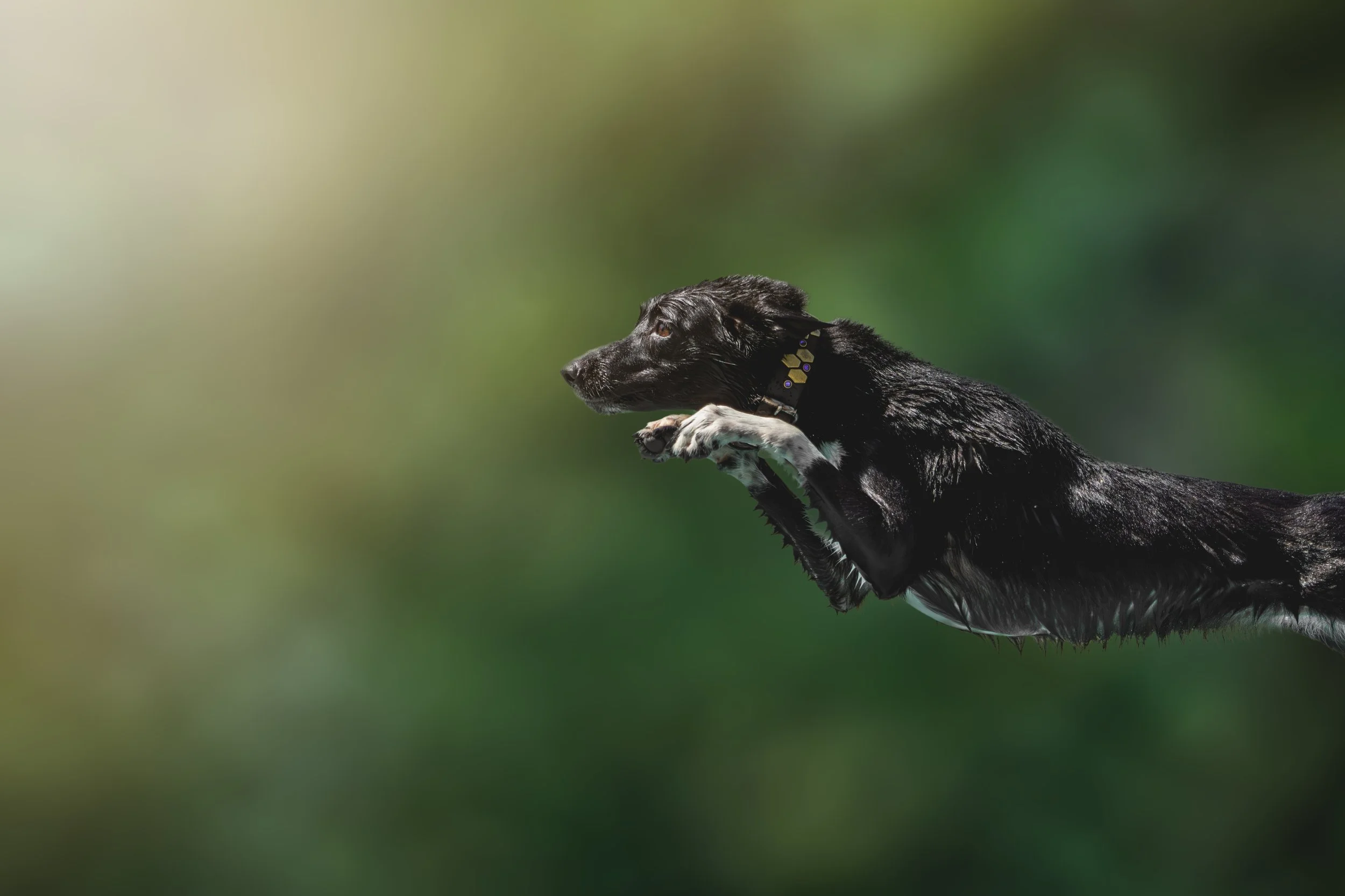 A black and white dog with a yellow collar, running outdoors with a blurred green background.