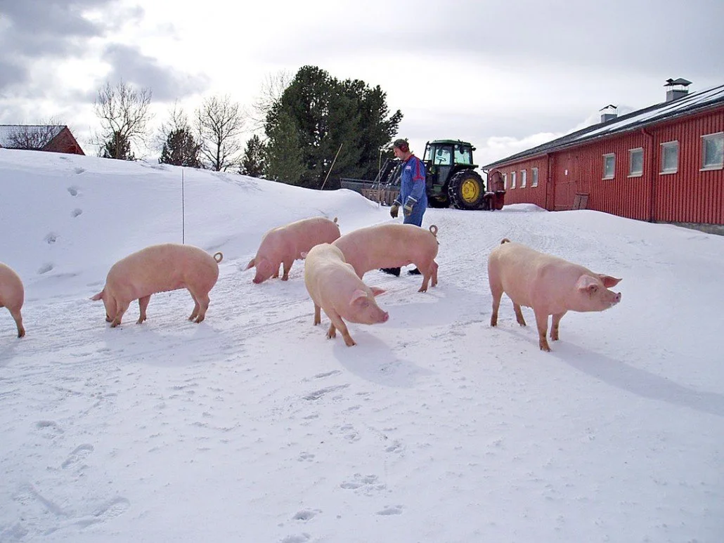 Gruppe med griser som går i snøen, med person i bakgrunnen og en tractor.