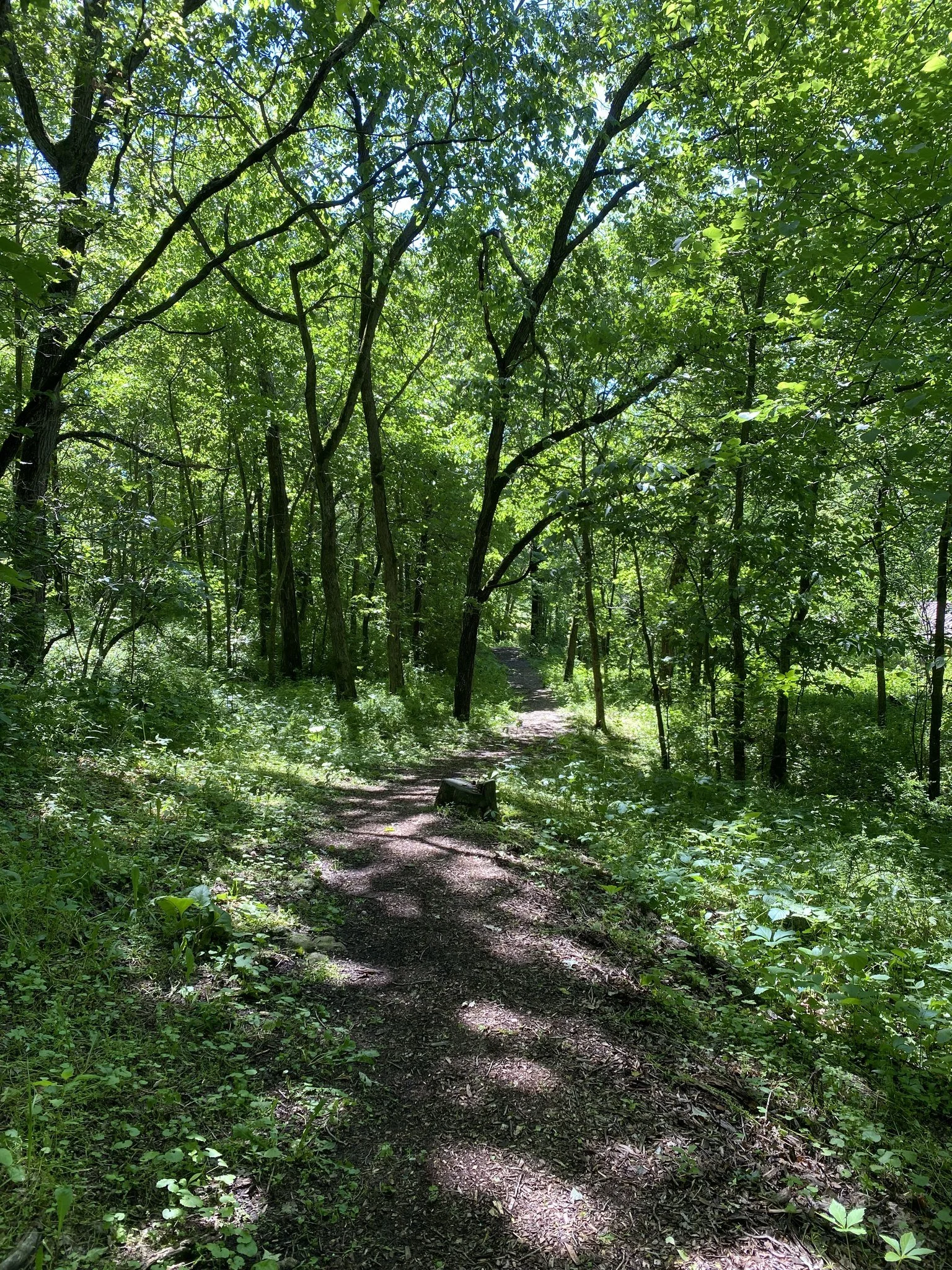 Koi Trail green 1.jpg