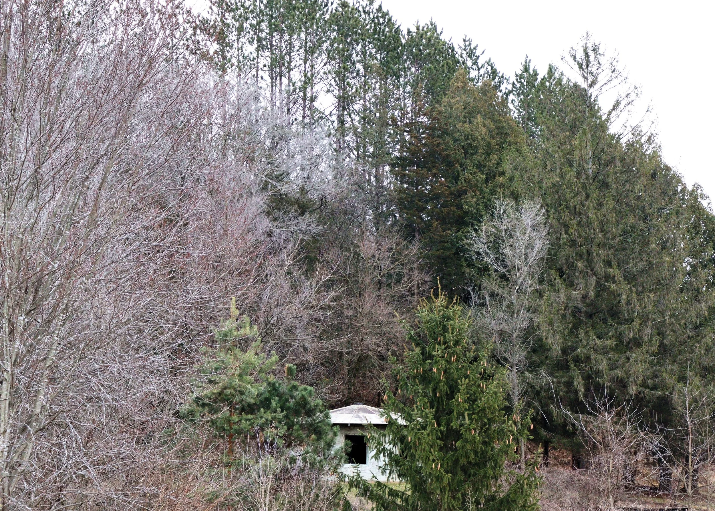 Straw Bale Hut, Woods around in March.jpg
