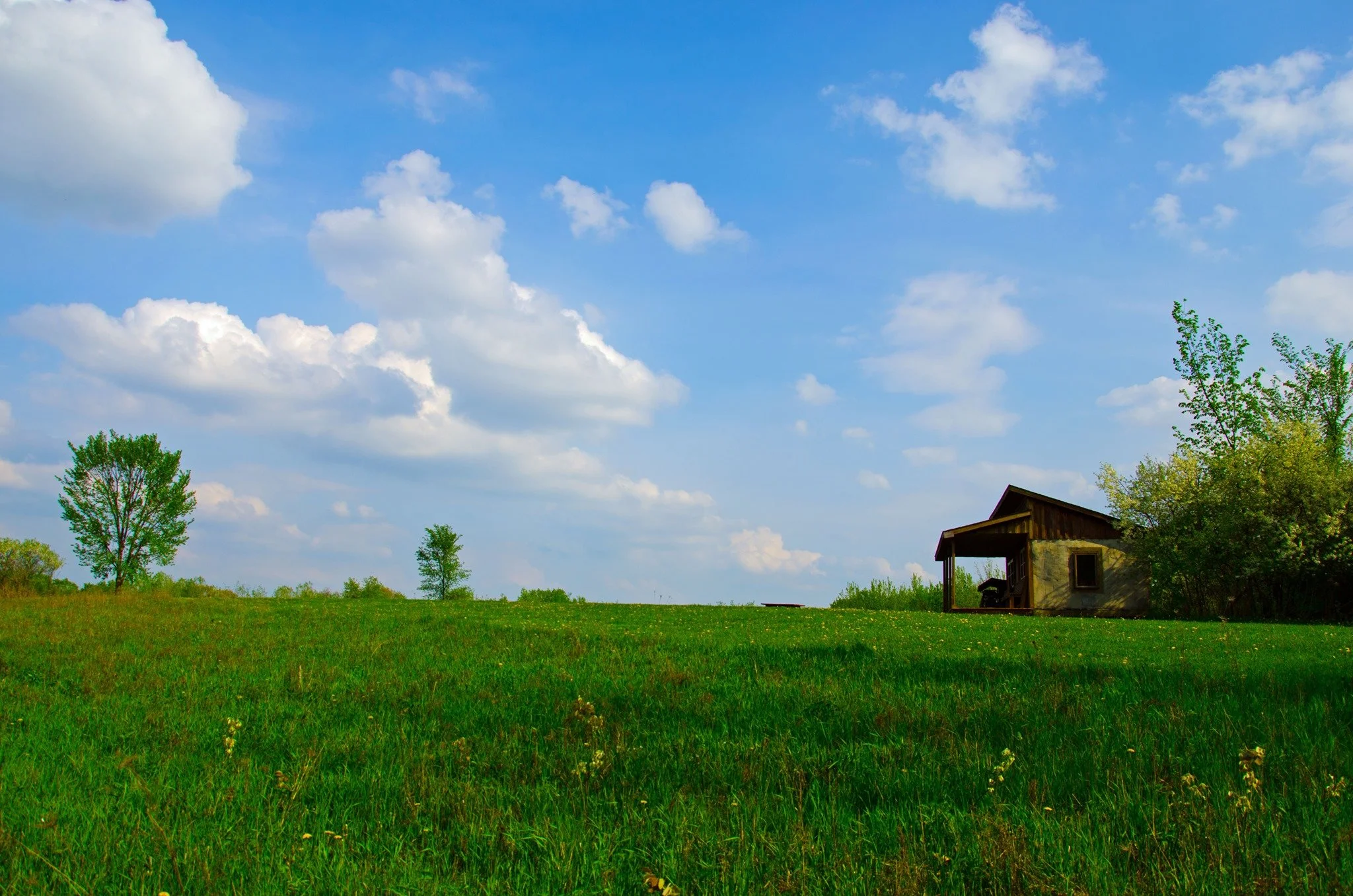 Bluff Cabin - summer background.jpg