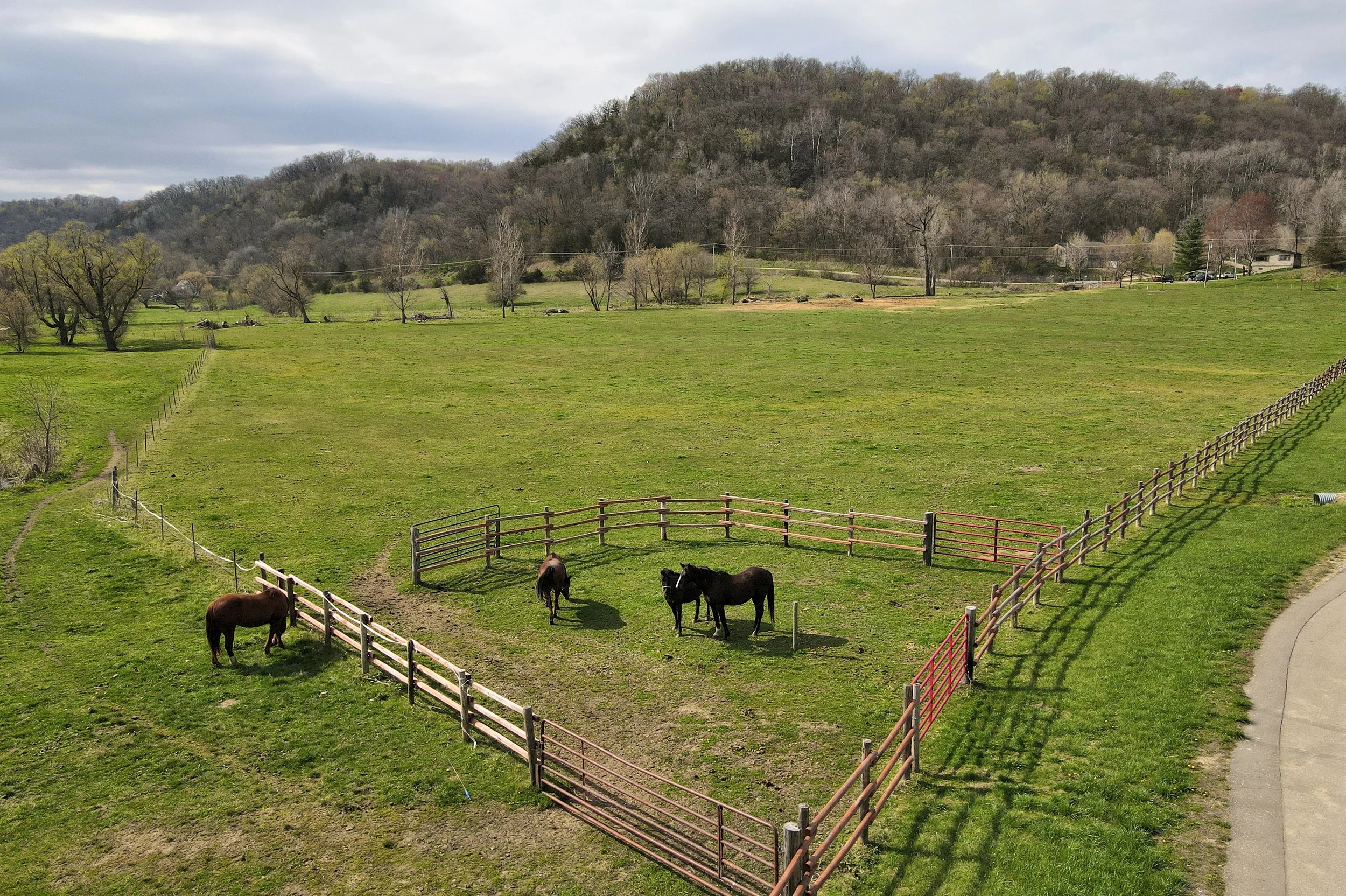 Horses in Field 01.jpg