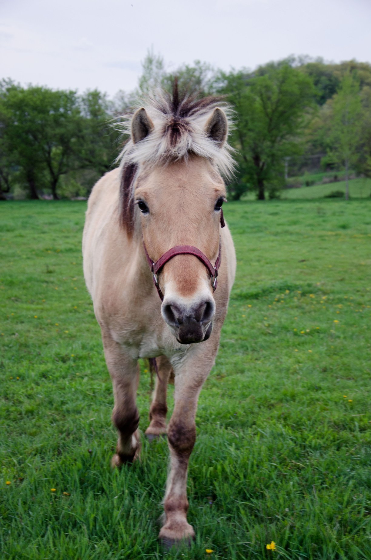 A palomino horse with a fluffy mane standing in a grassy field with trees in the background.