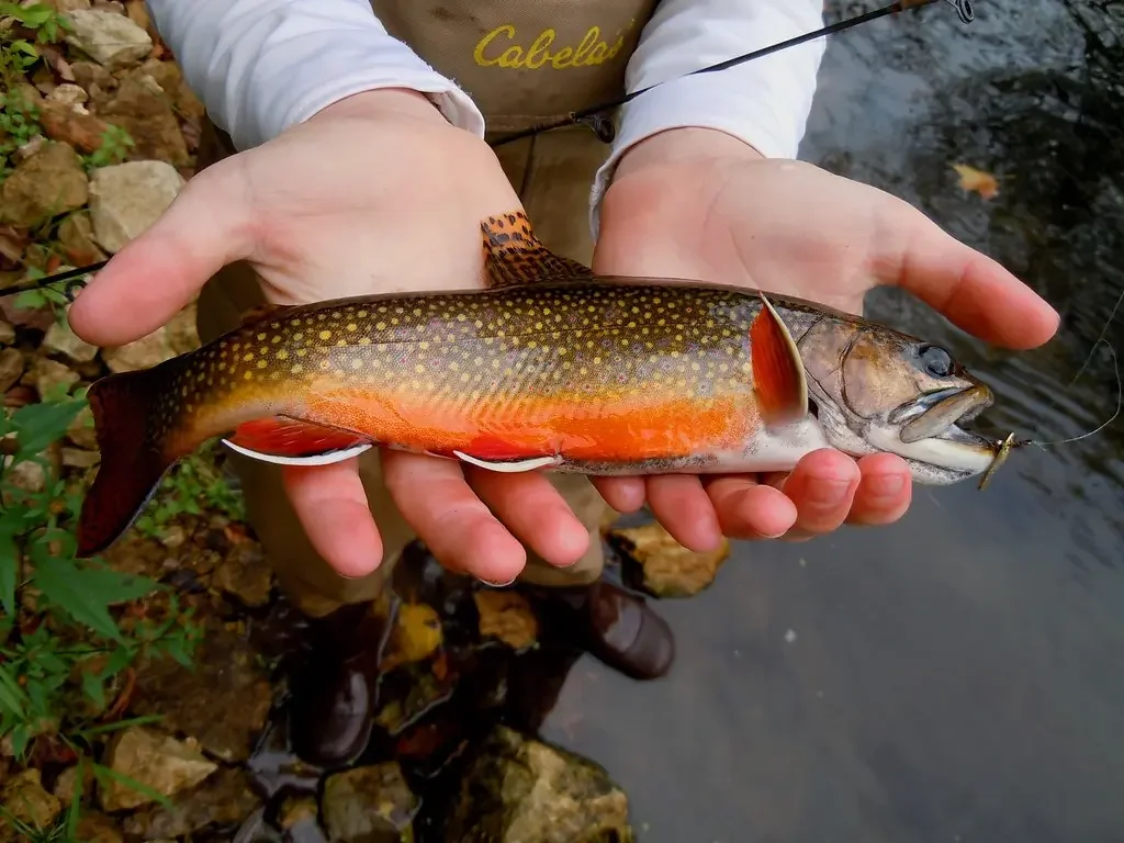 Person holding a colorful fish with a speckled green and orange body near a riverbank.